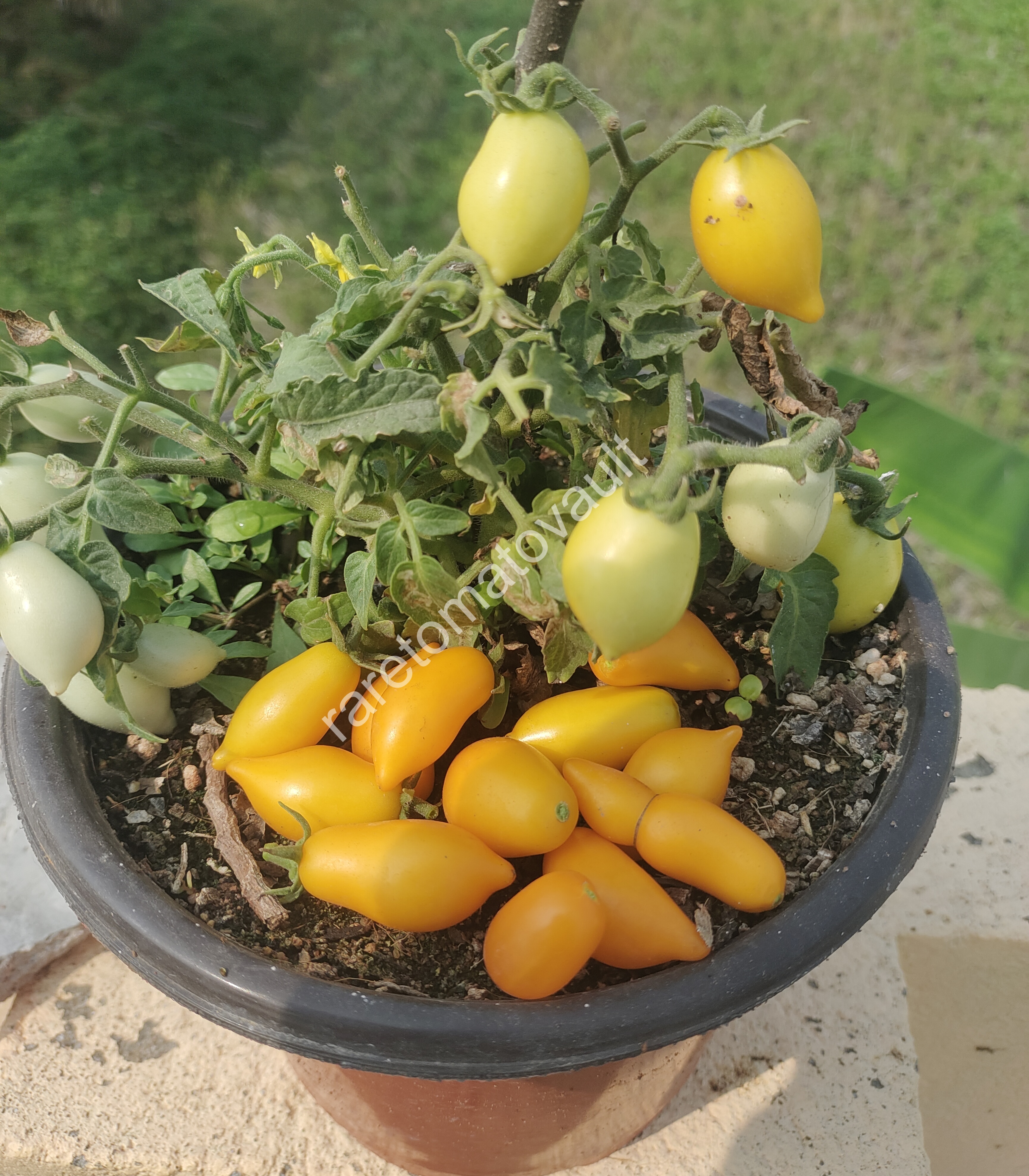 Plumbrella Orange Micro Dwarf Tomato