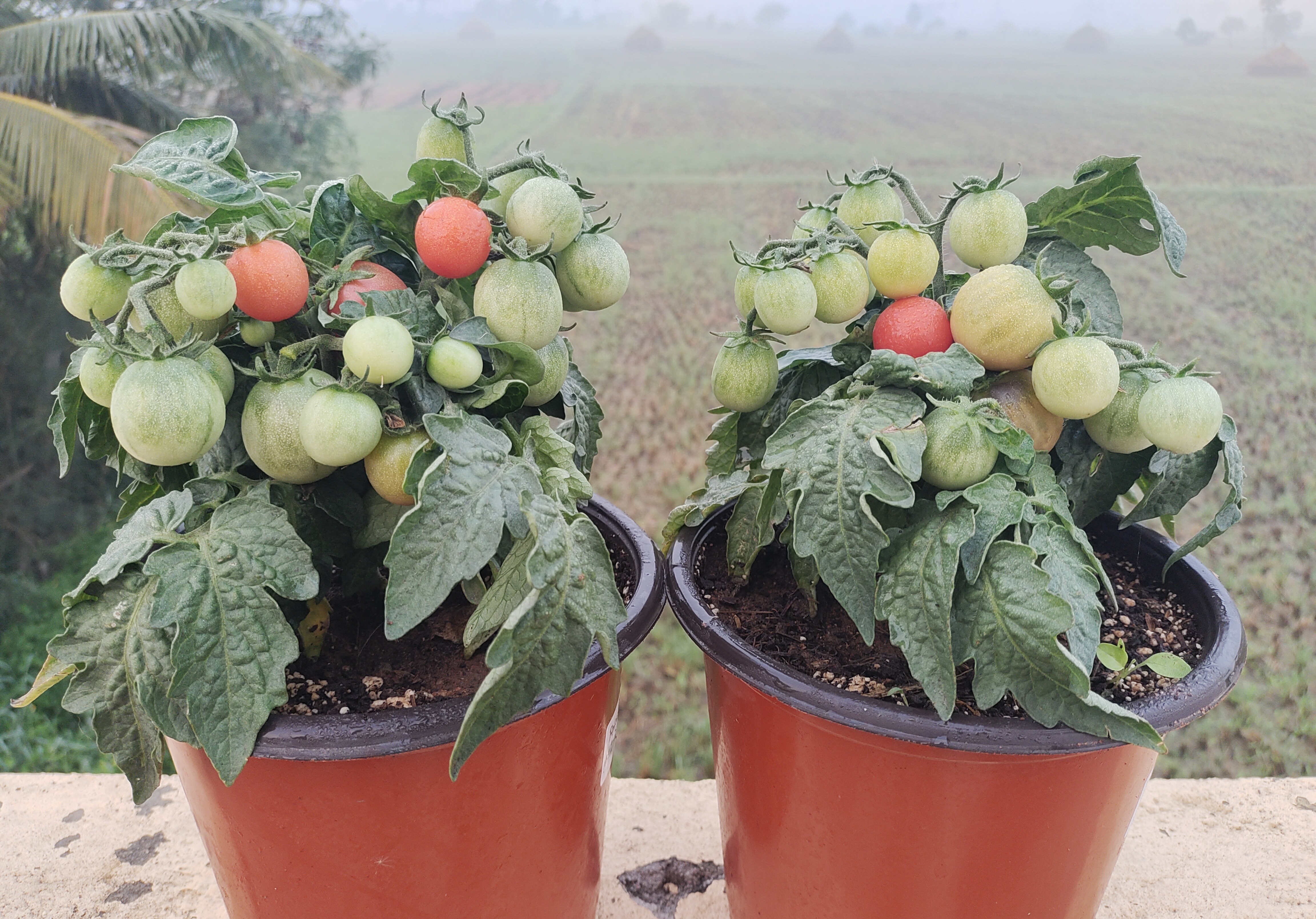 Rosy Finch Micro Dwarf Tomato