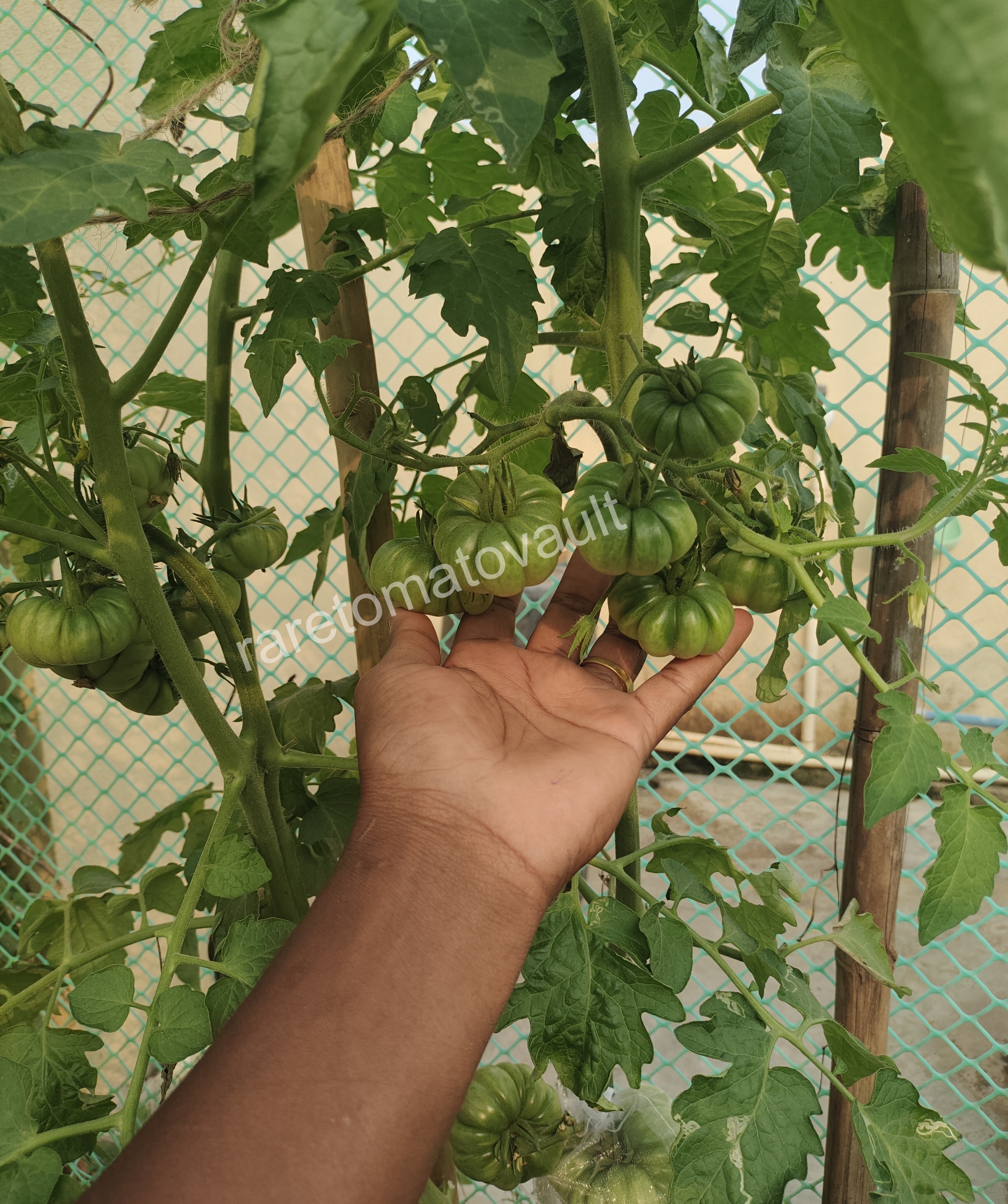 Tims Black Ruffles Tomato (USA Heirloom)