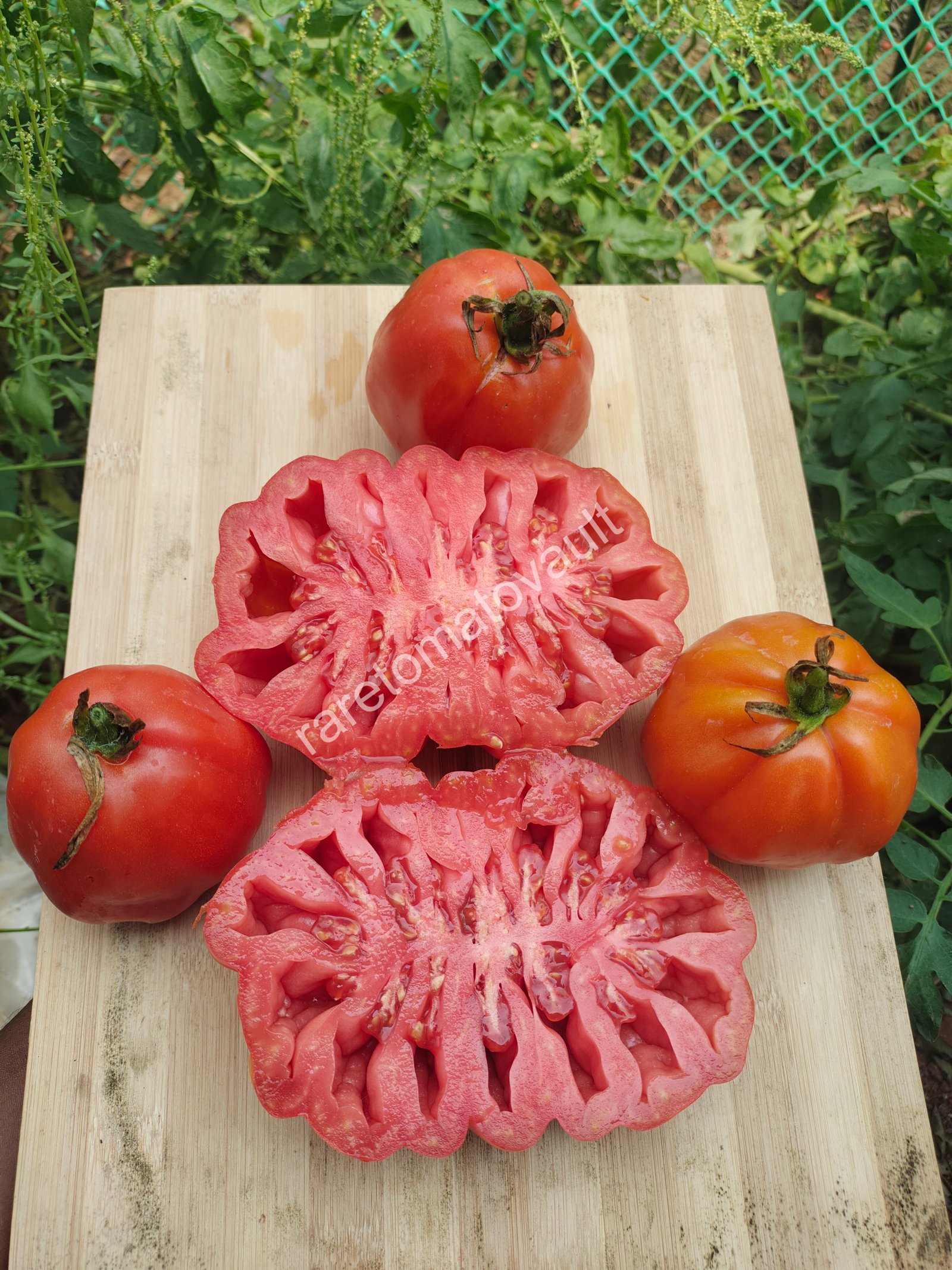 Gigante Friulano Tomato (Italy)