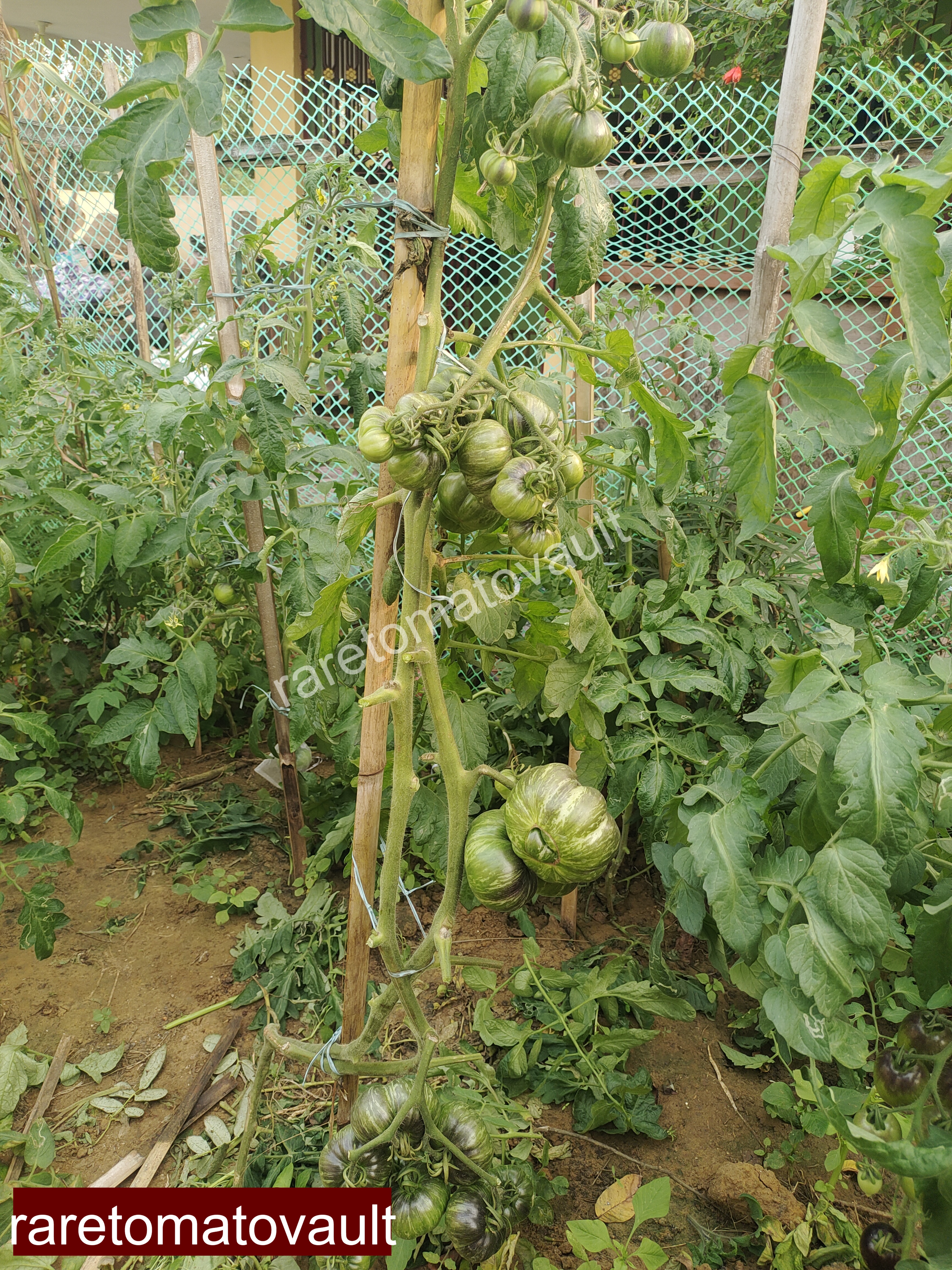 Red Beauty Tomato (Wild Boar Farms, USA)
