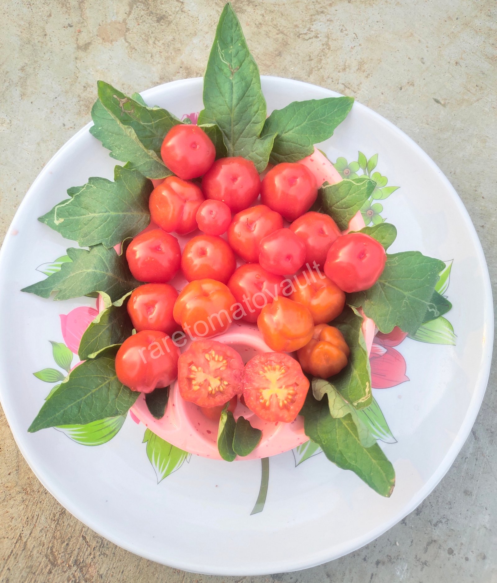 Accordion Cherry Multiflora Tomato