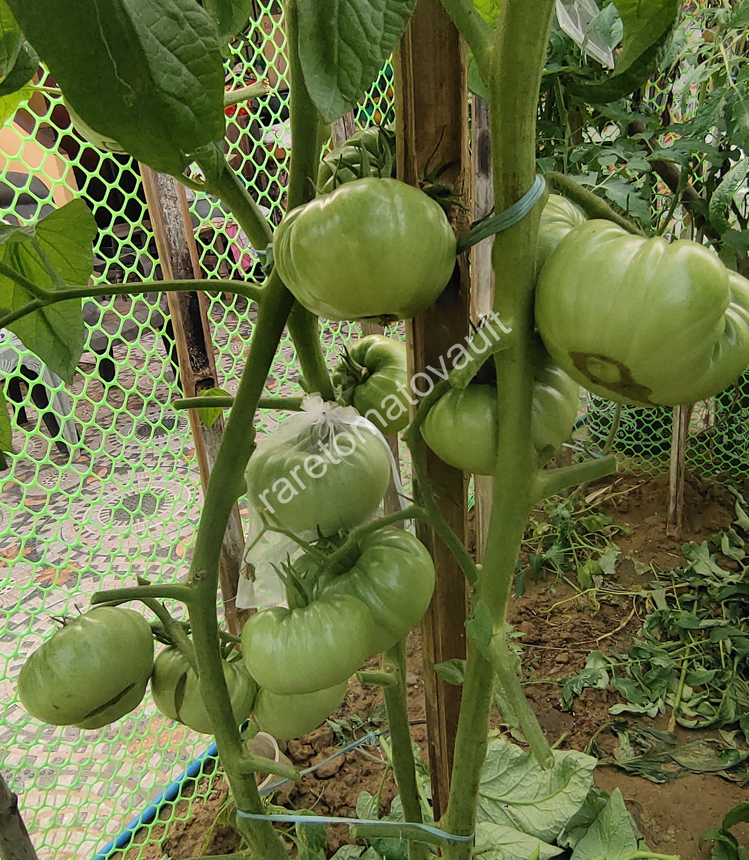 One Trick Pony Tomato (Canada)