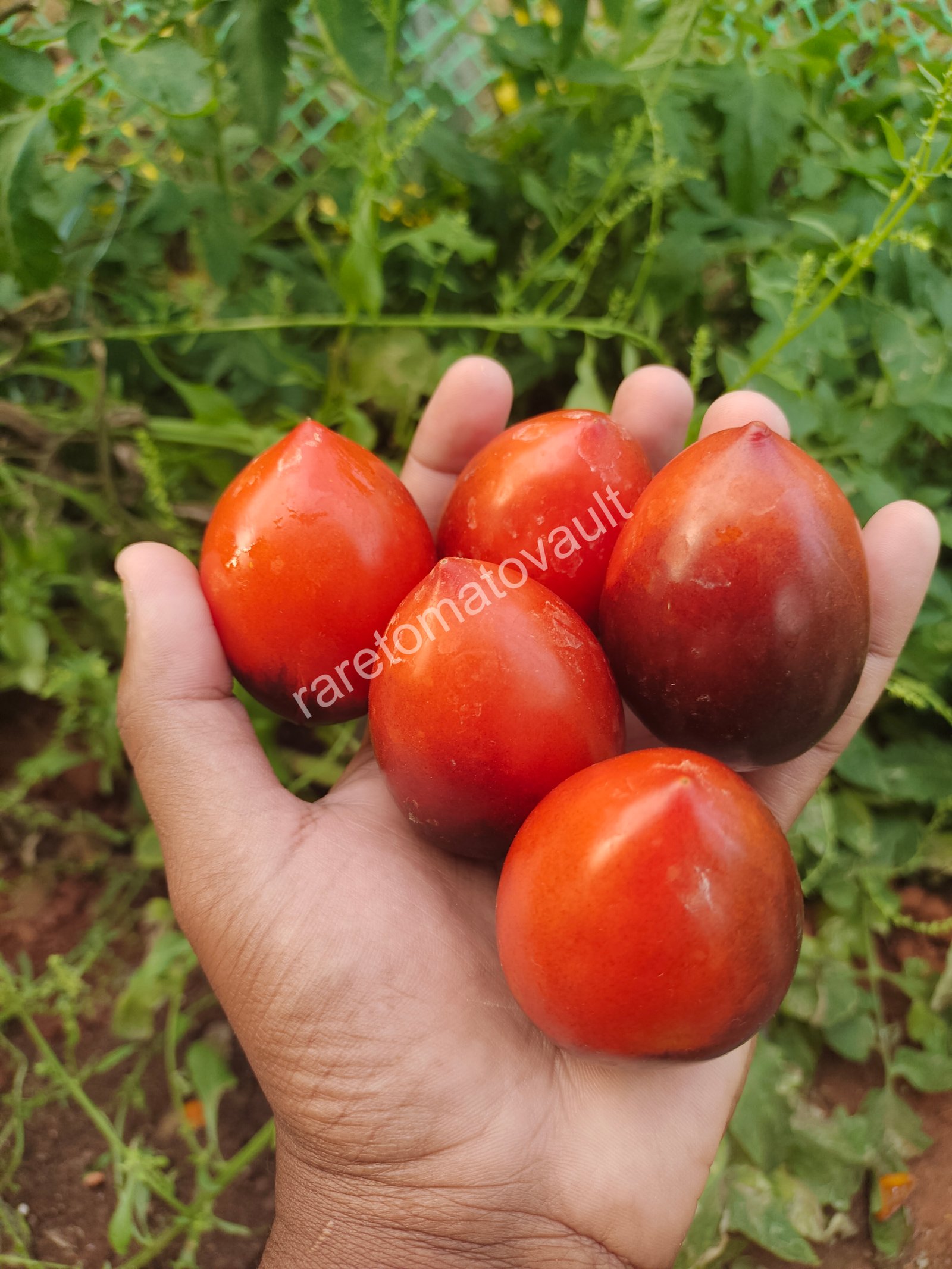 Blue Marzano Tomato (Naples, Italy)