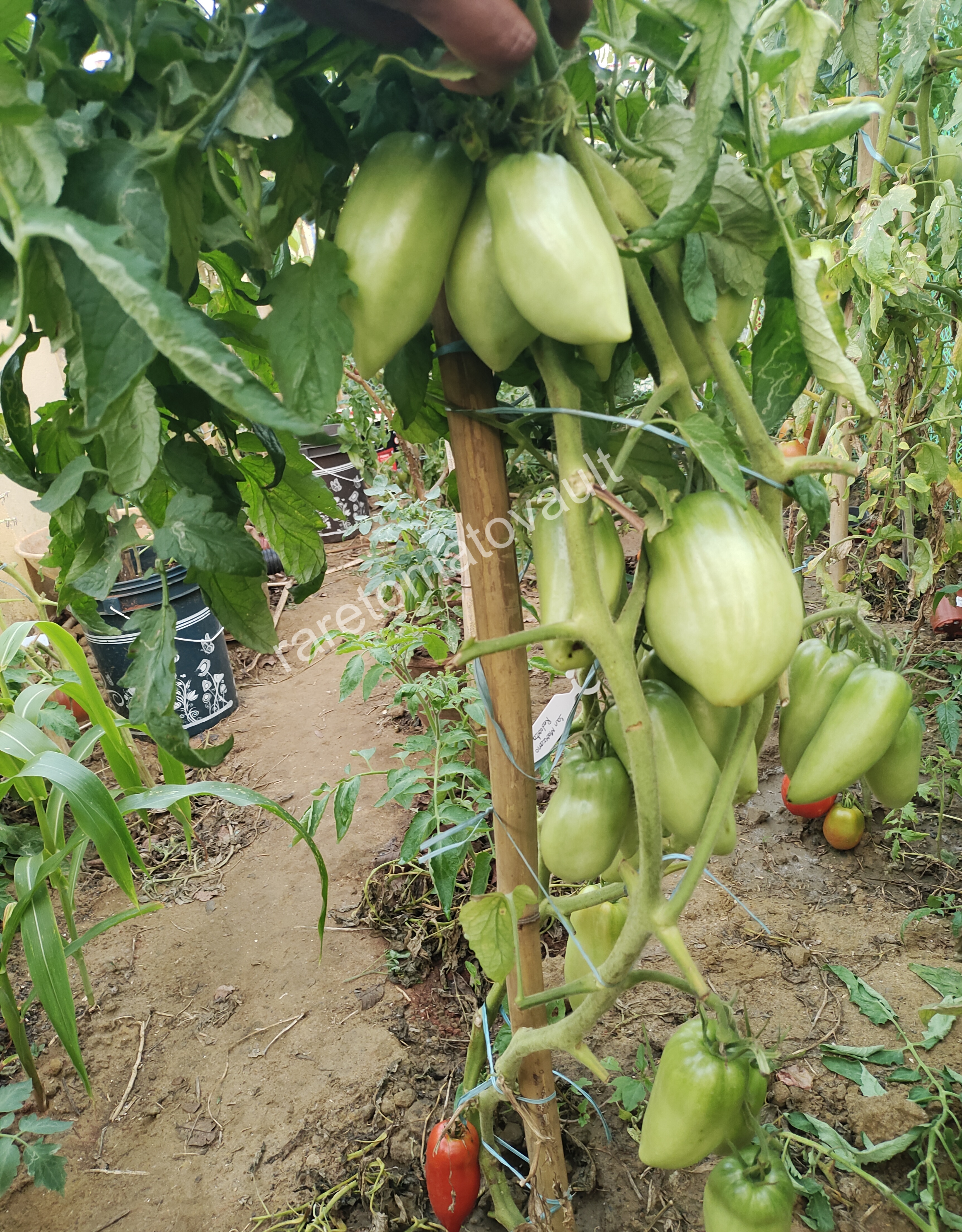 San Marzano Redorta Tomato (Italy)