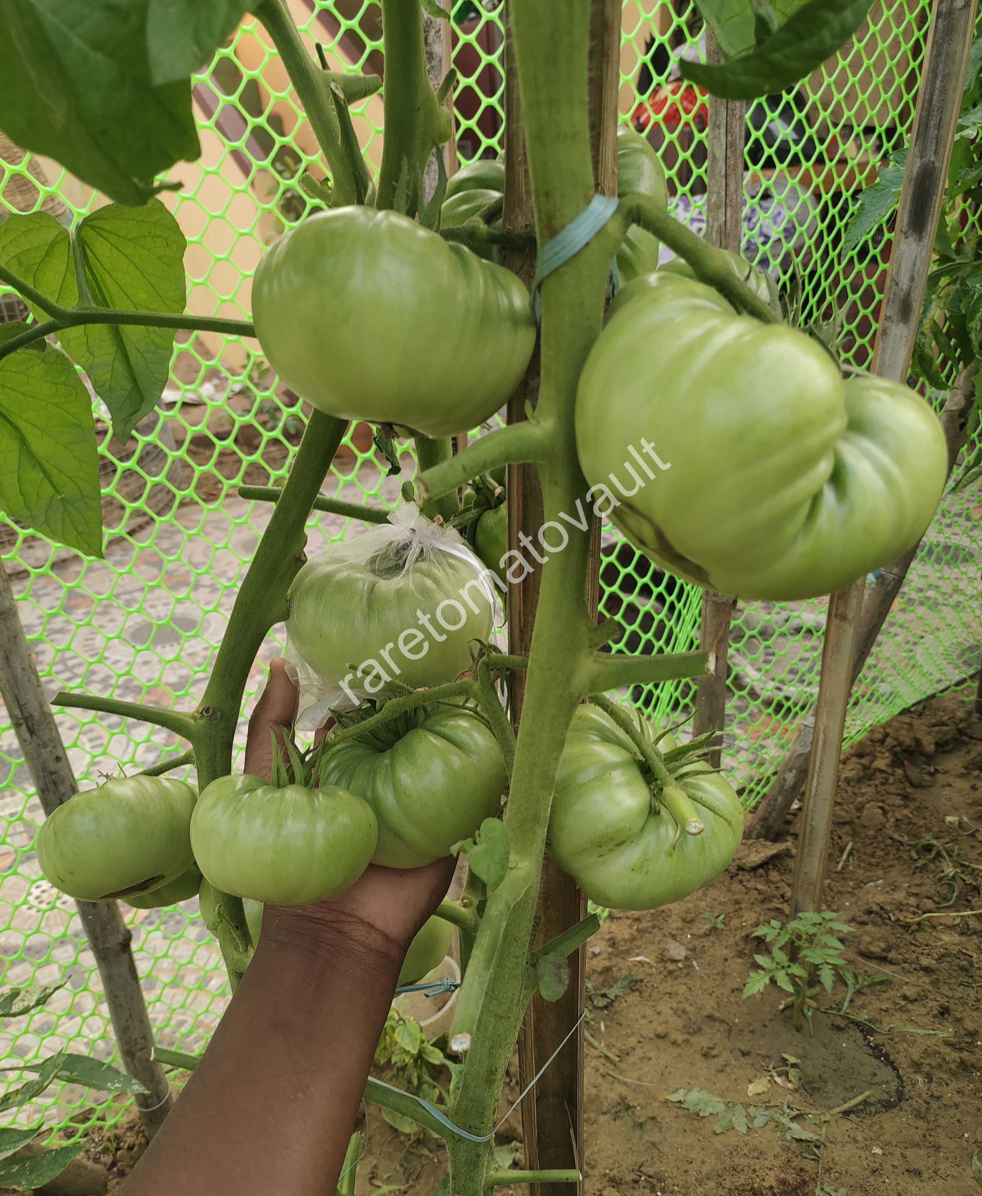 One Trick Pony Tomato (Canada)
