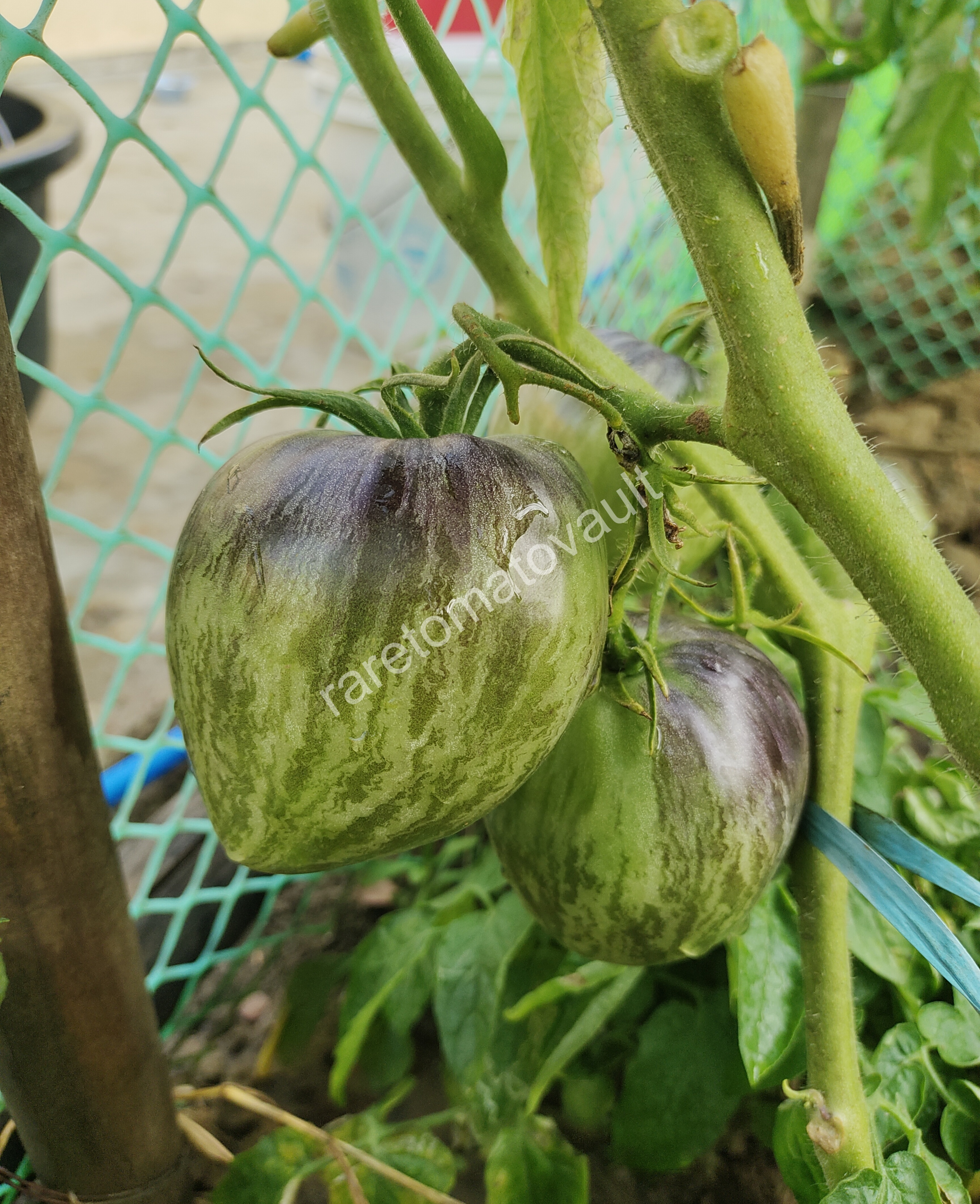 Sofia's Ginger Comet (Russia)