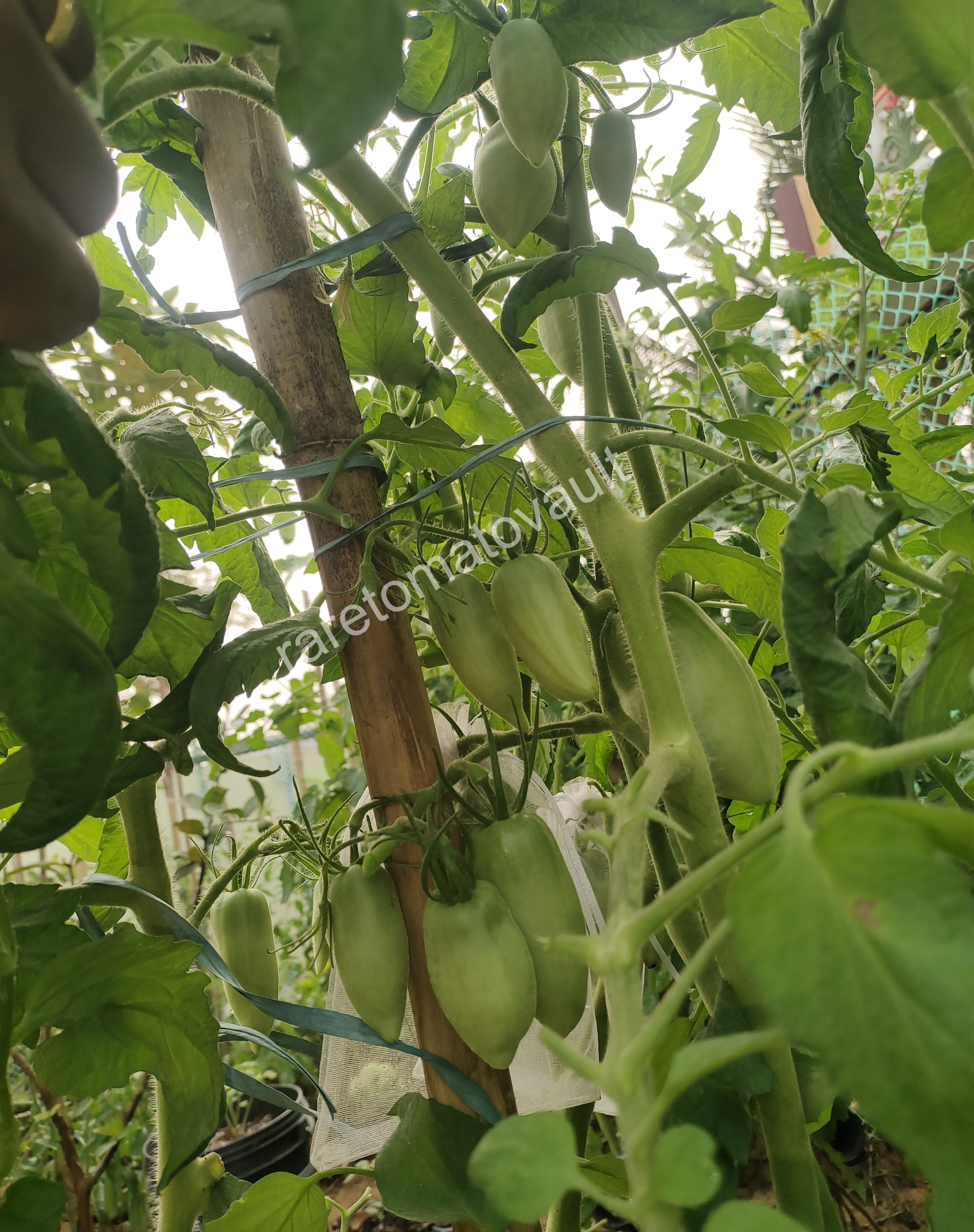 San Marzano Redorta Tomato (Italy)