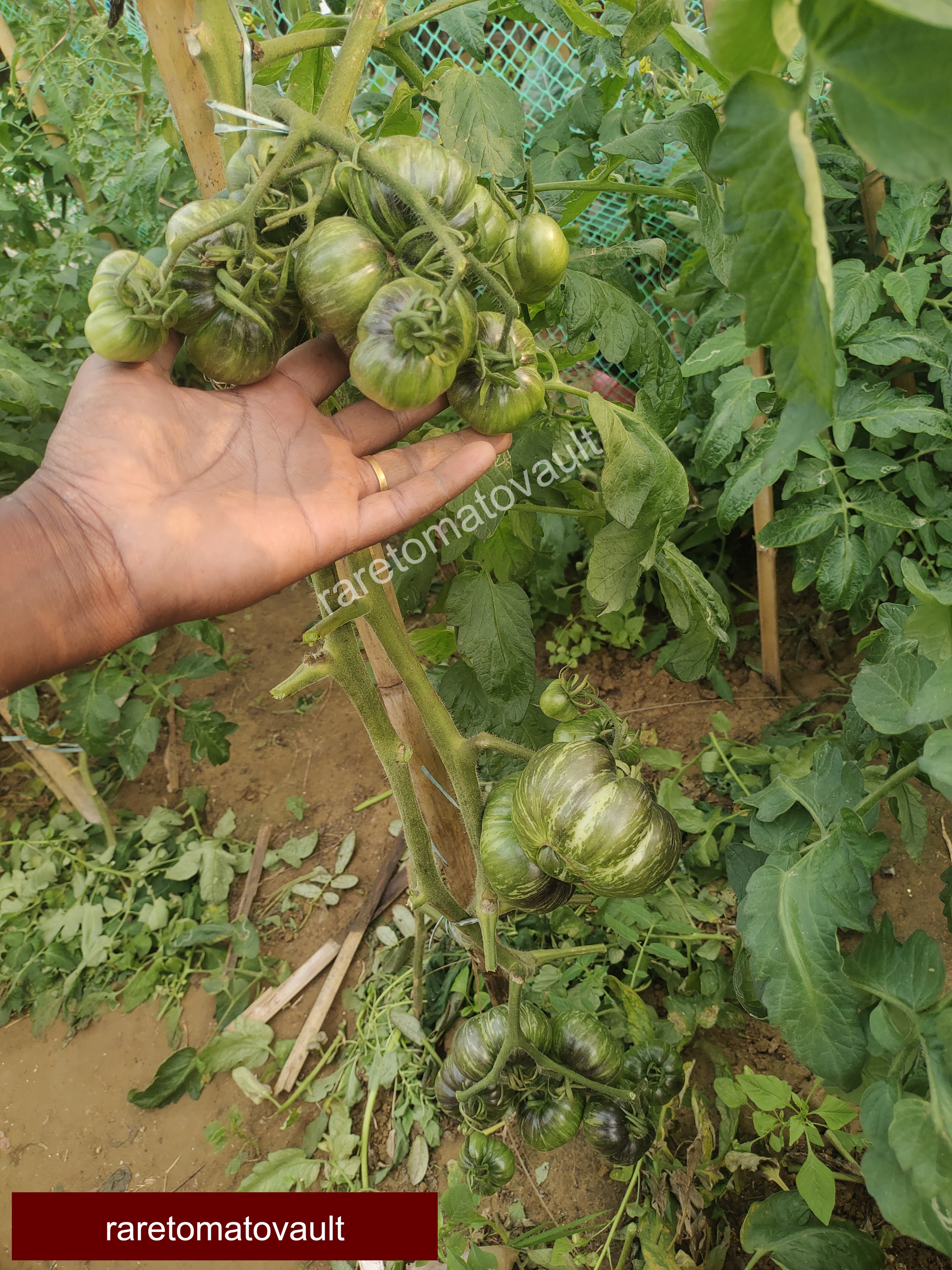 Red Beauty Tomato (Wild Boar Farms, USA)