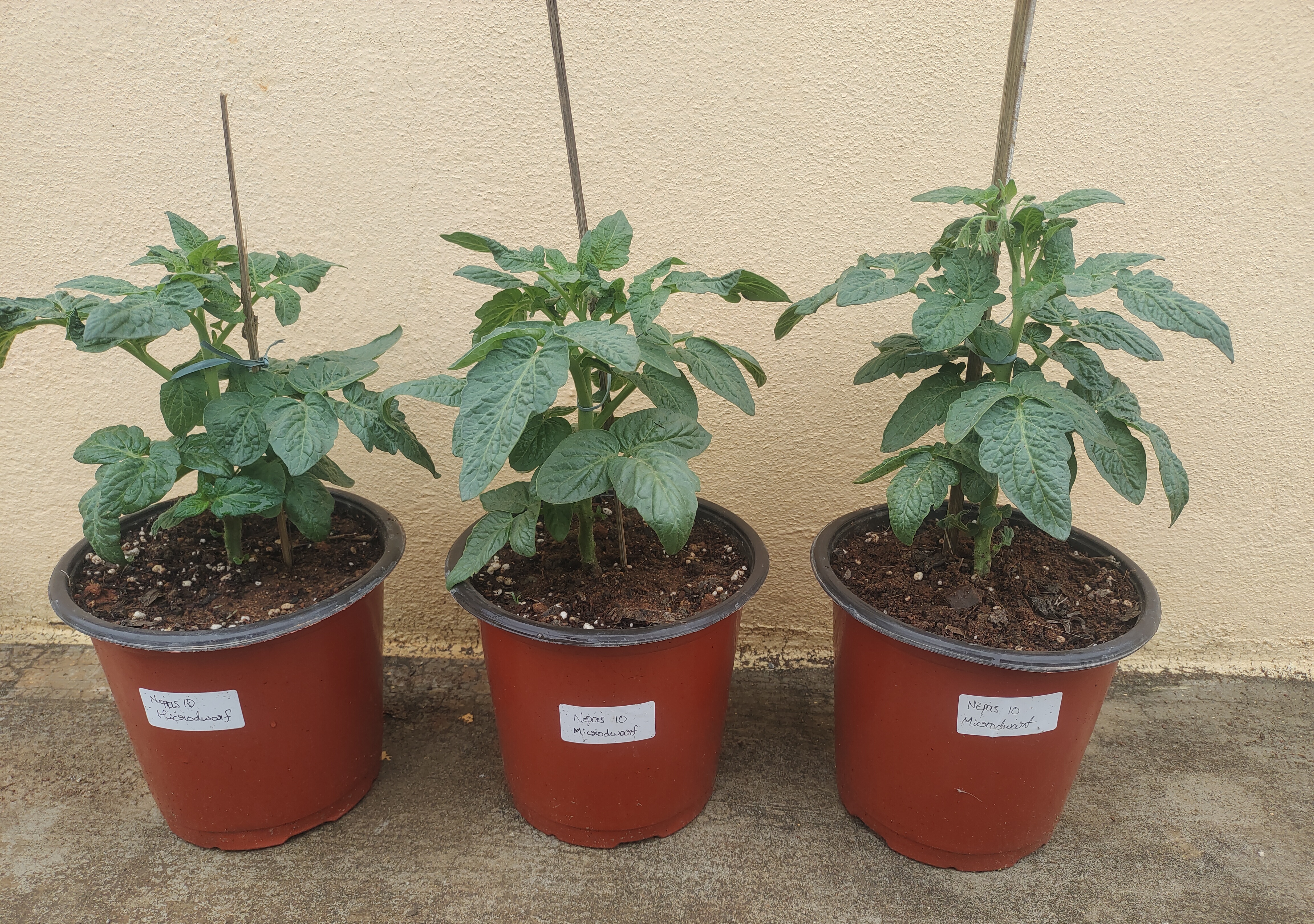 Nepas 10 Bush Variety Tomato