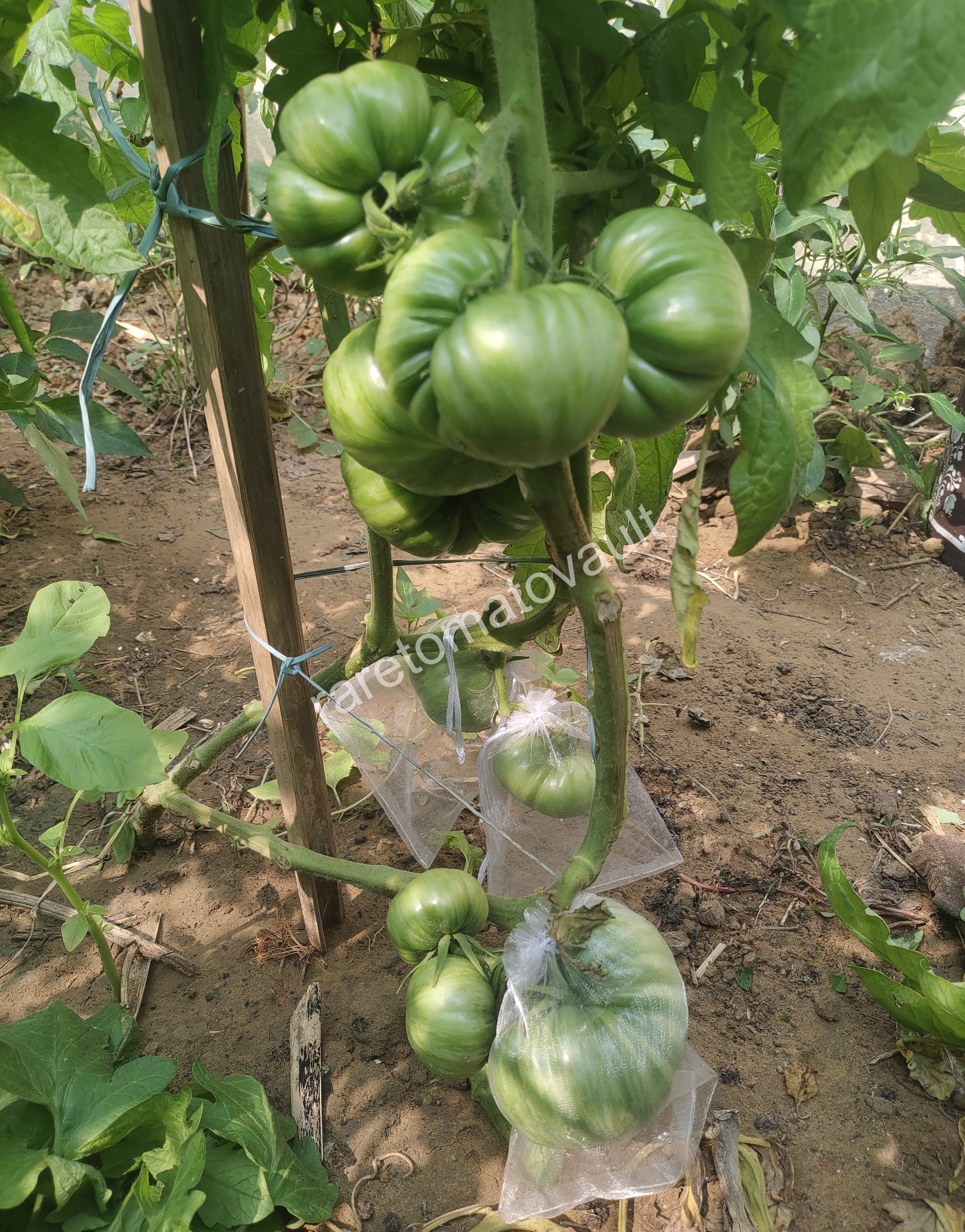 Lithium Sunset Tomato (USA Heirloom)