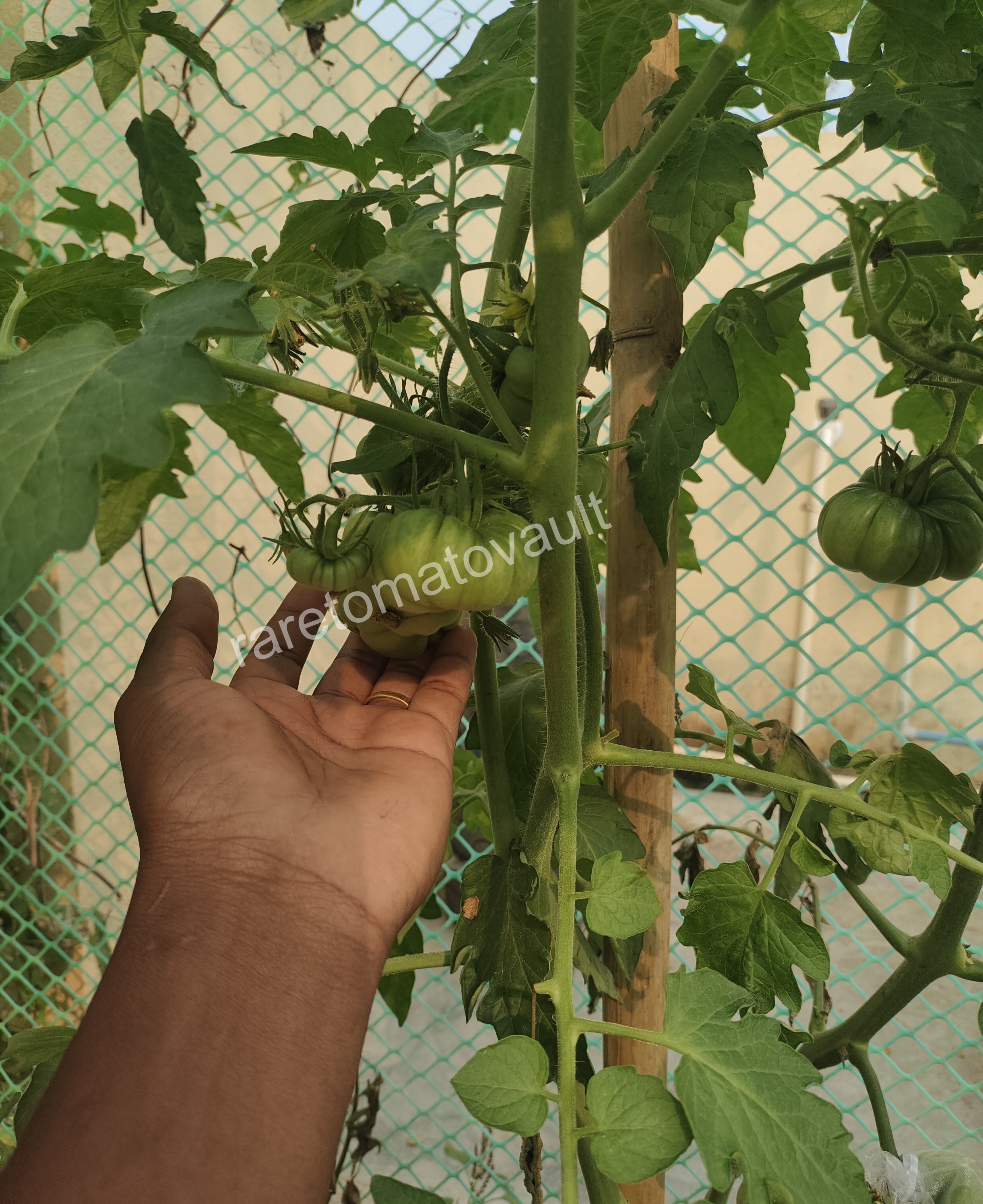 Tims Black Ruffles Tomato (USA Heirloom)