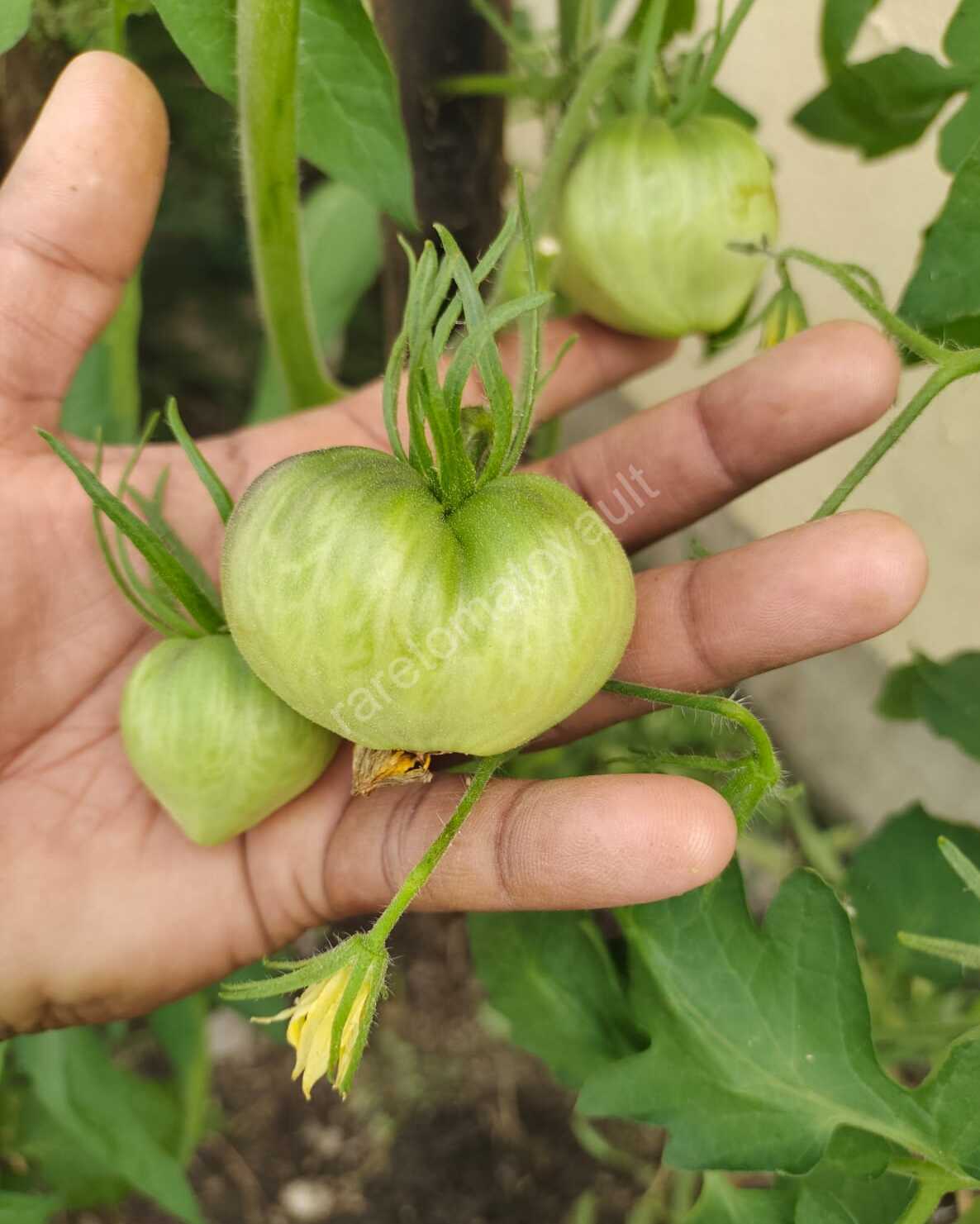 Sgt Peppers Tomato