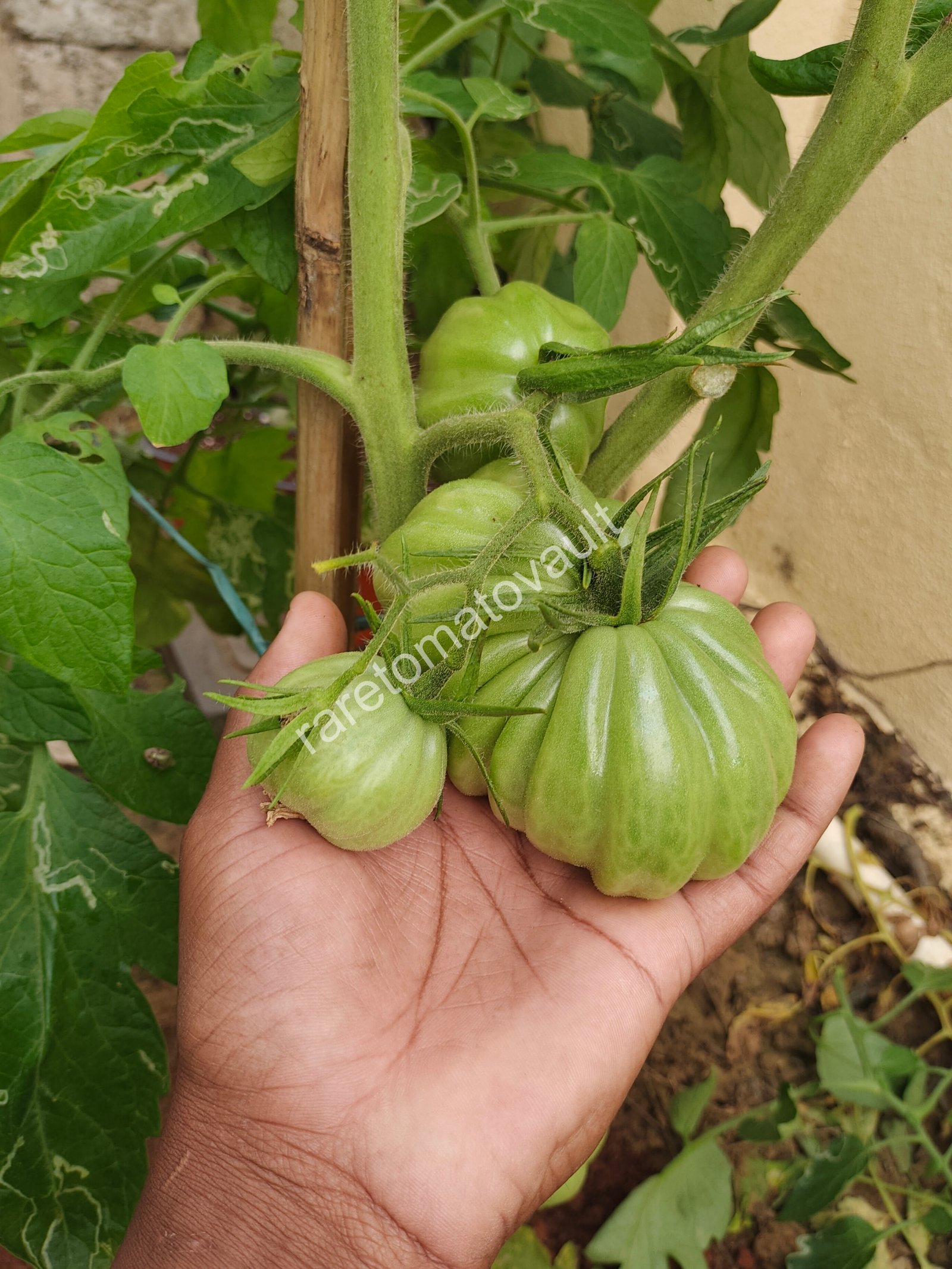 Gigante Friulano Tomato (Italy)