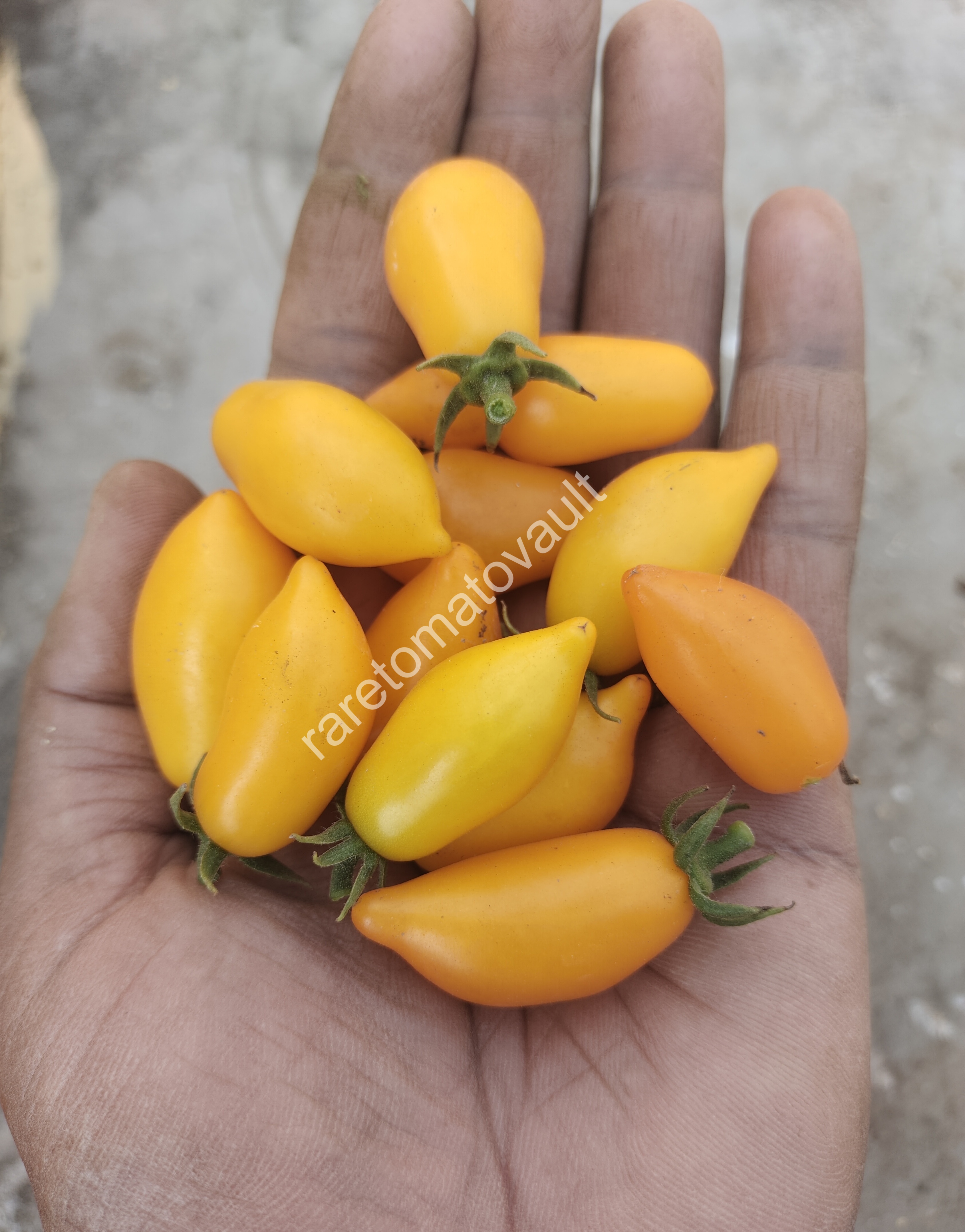 Plumbrella Orange Micro Dwarf Tomato