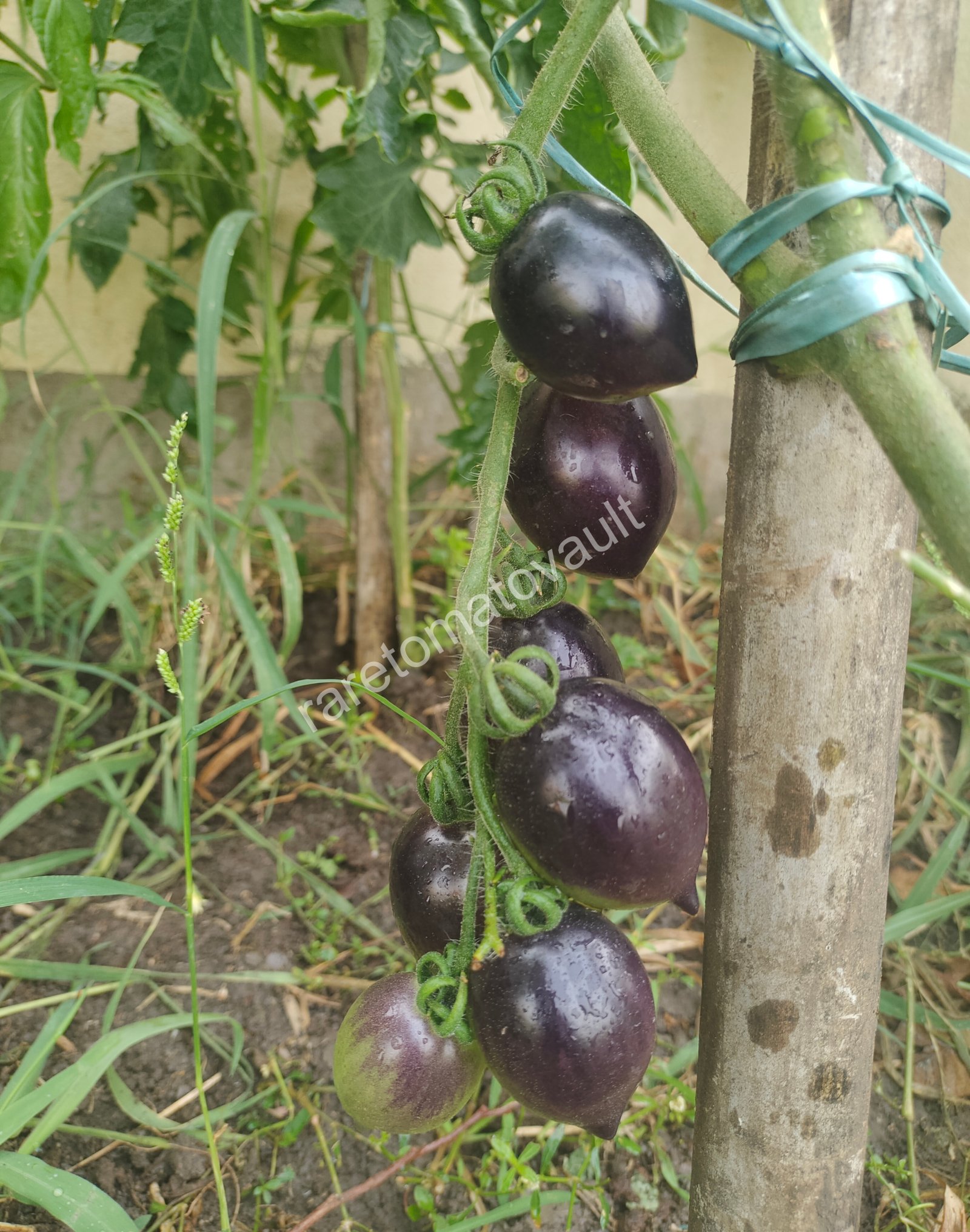 Blue Marzano Tomato (Naples, Italy)