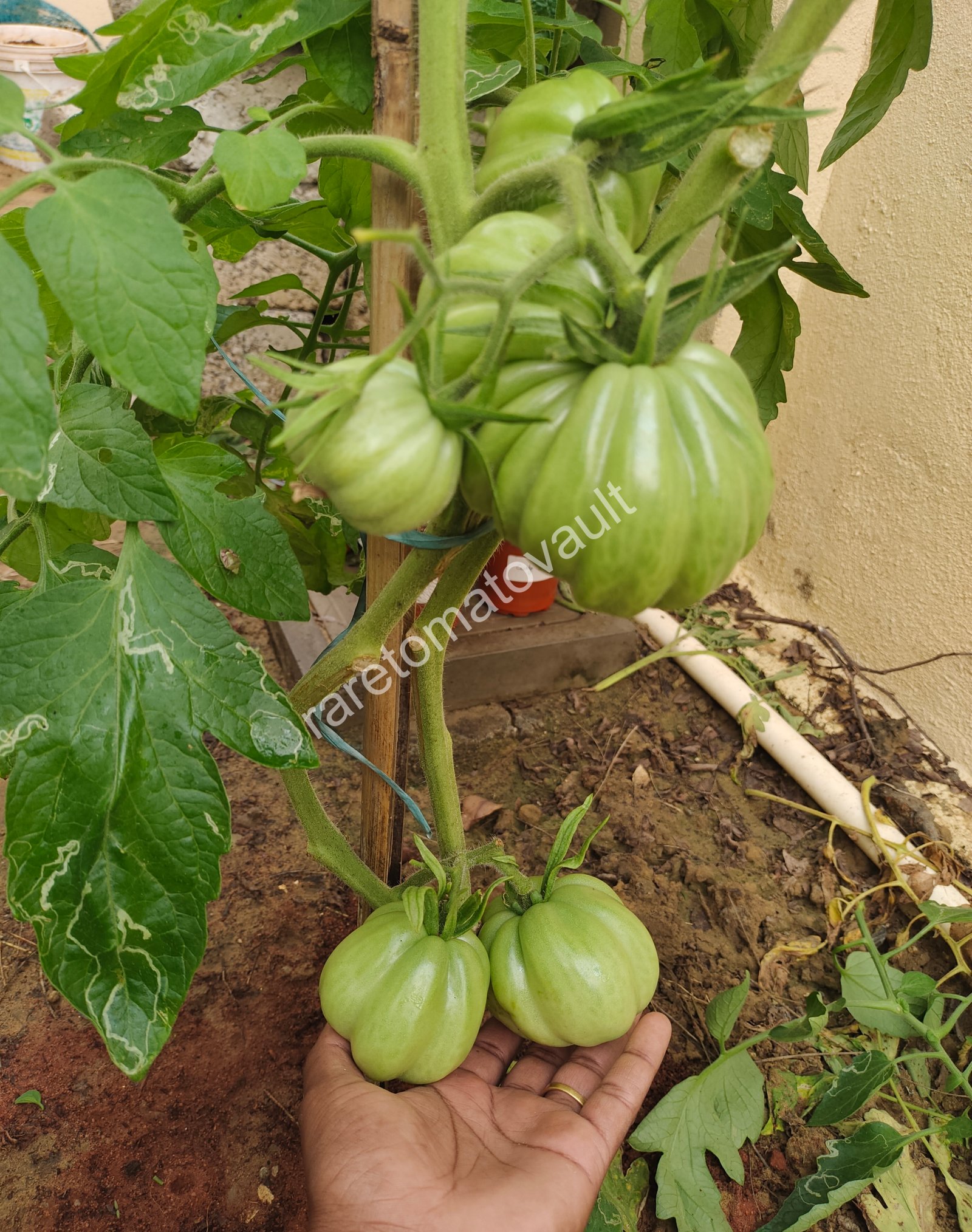 Gigante Friulano Tomato (Italy)