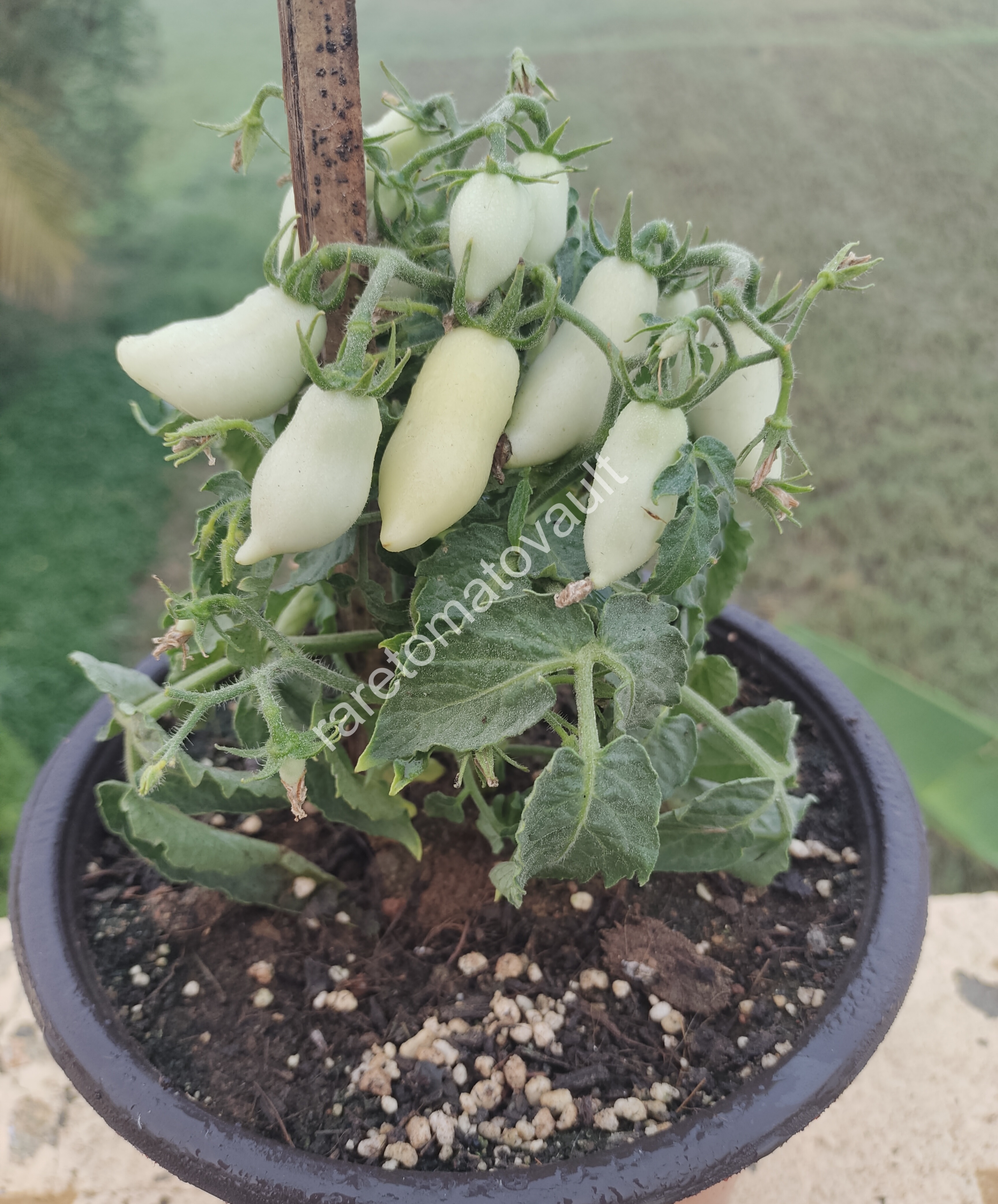 Plumbrella Orange Micro Dwarf Tomato
