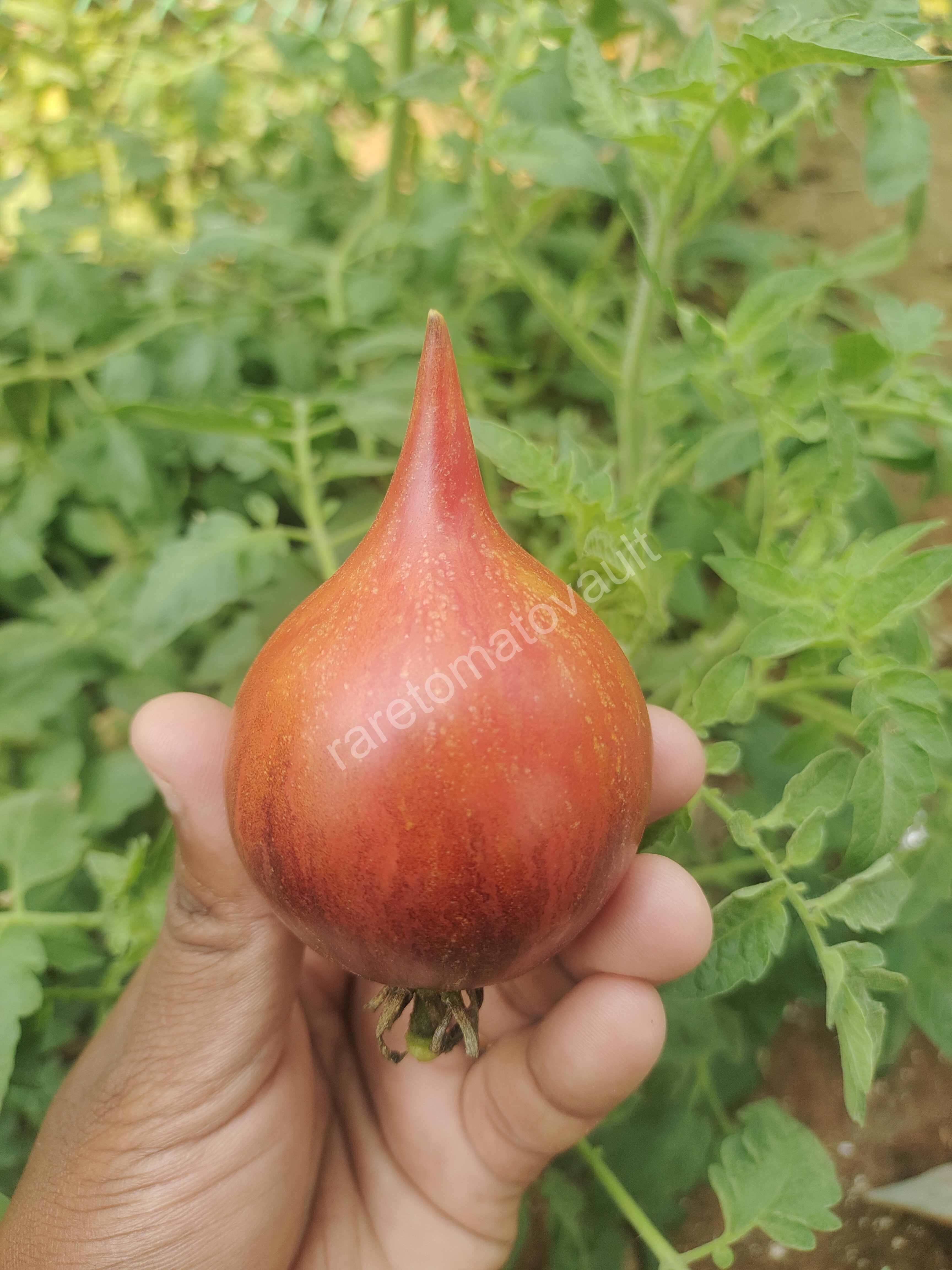 Sofia's Fiery Comet tomato (Russia)
