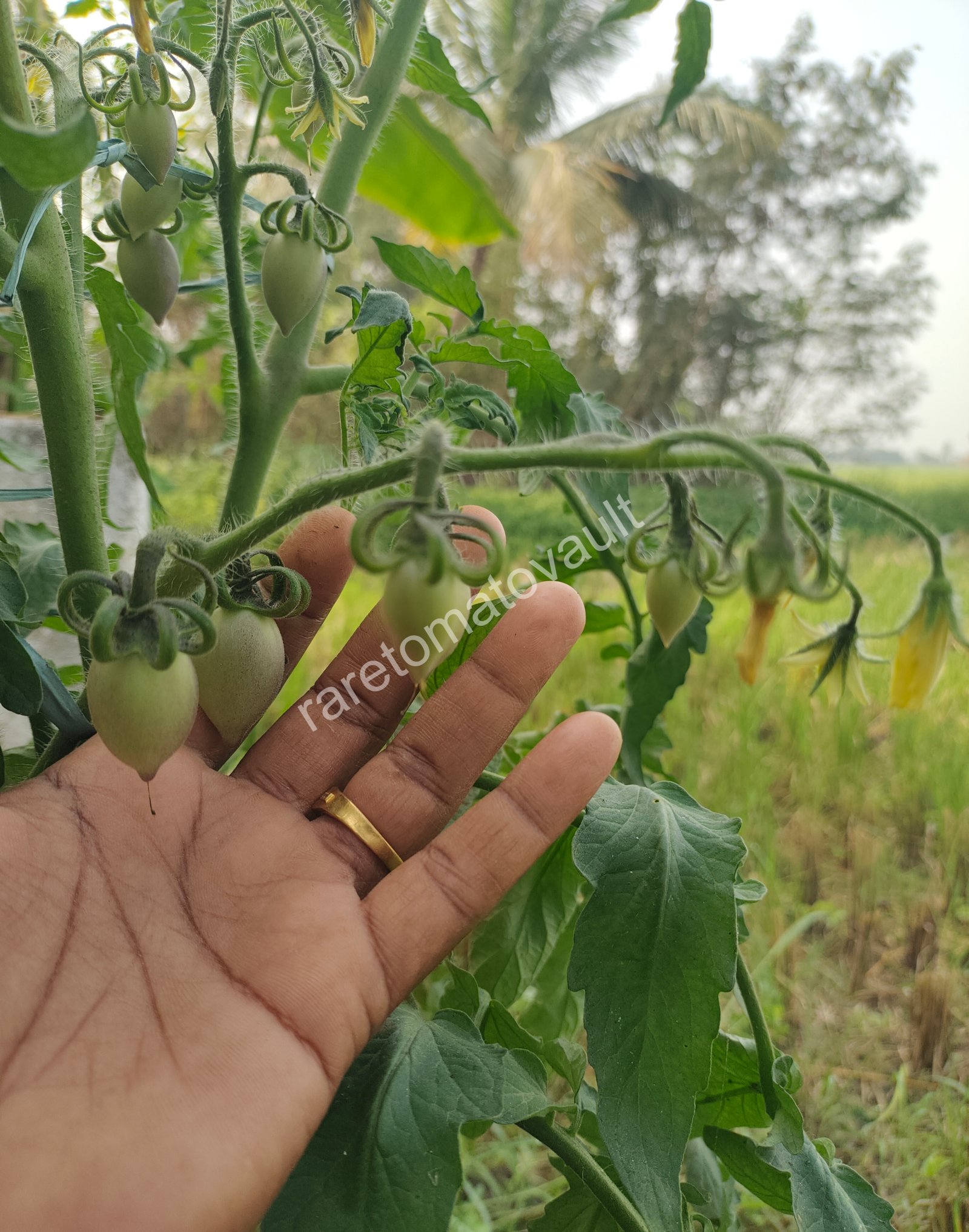Blue Marzano Tomato (Naples, Italy)