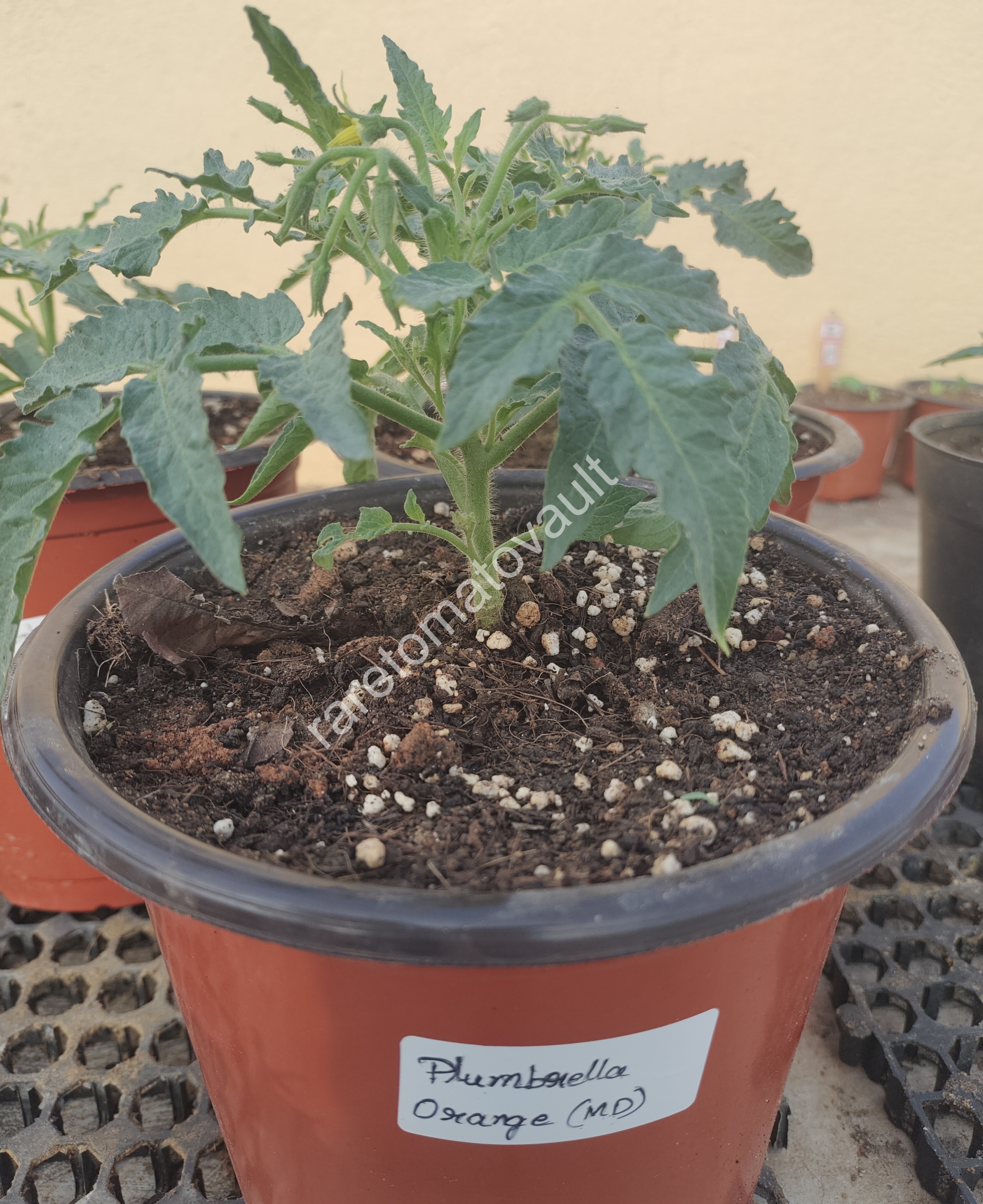Plumbrella Orange Micro Dwarf Tomato
