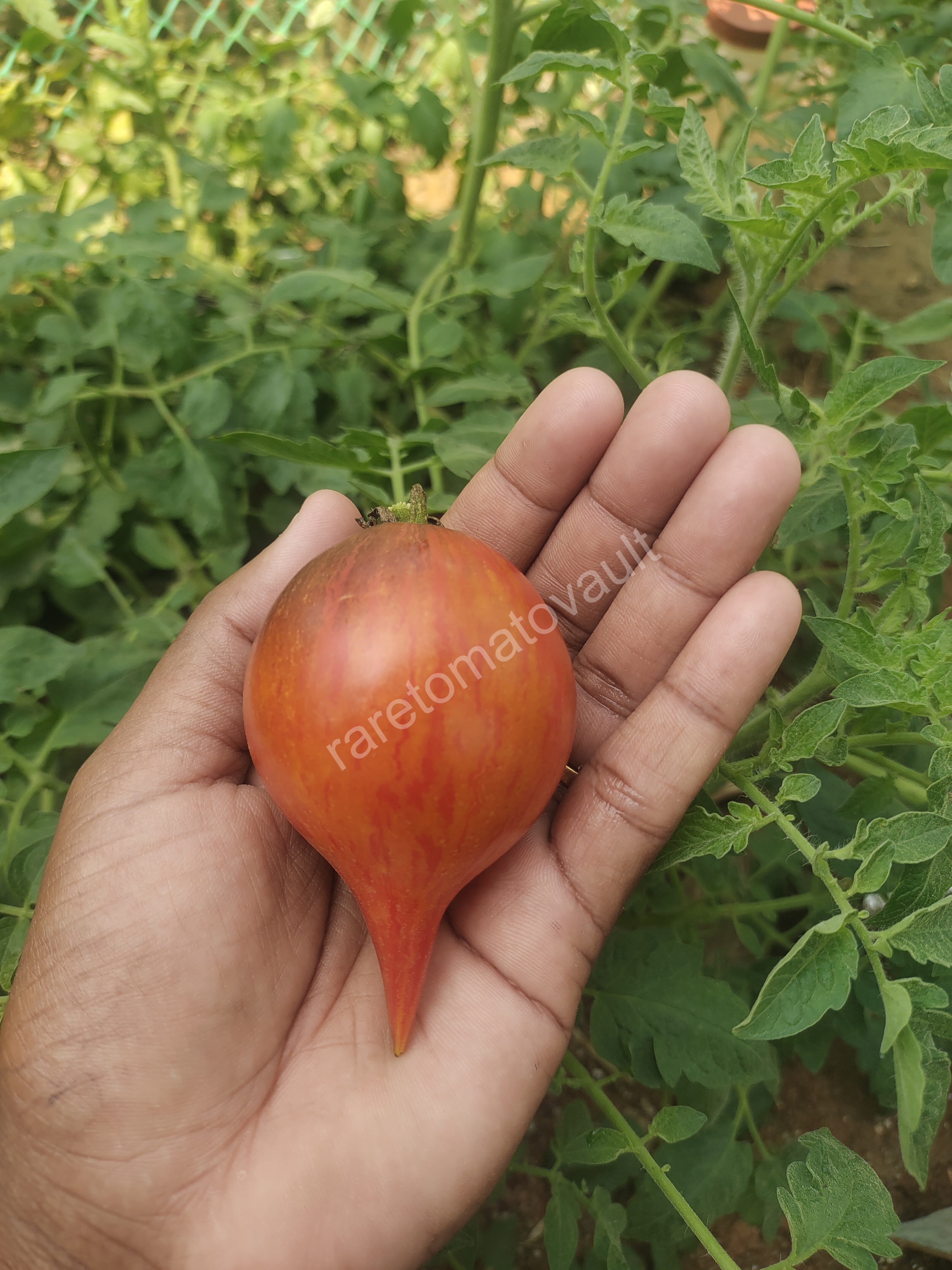 Sofia's Fiery Comet tomato (Russia)