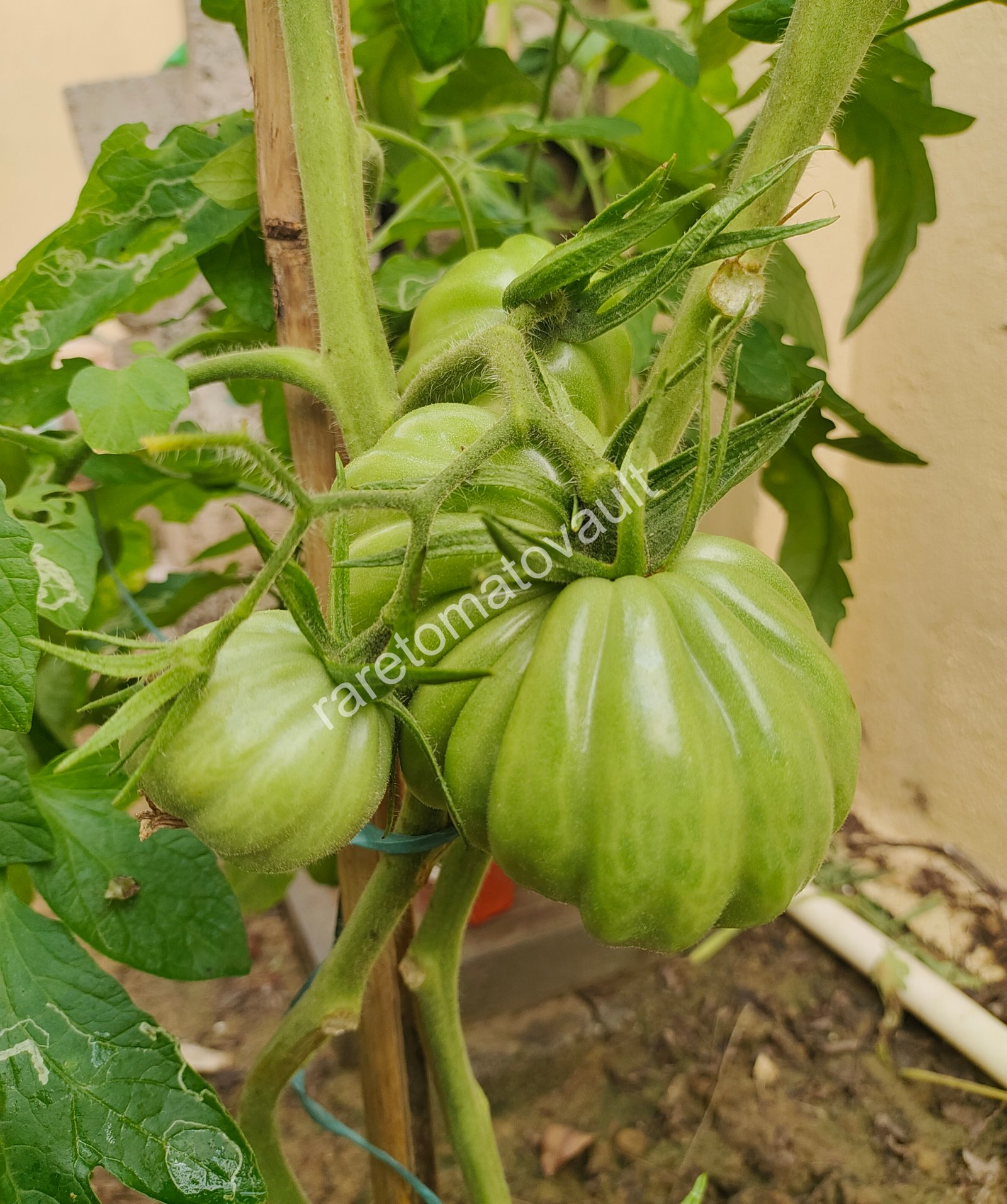 Gigante Friulano Tomato (Italy)