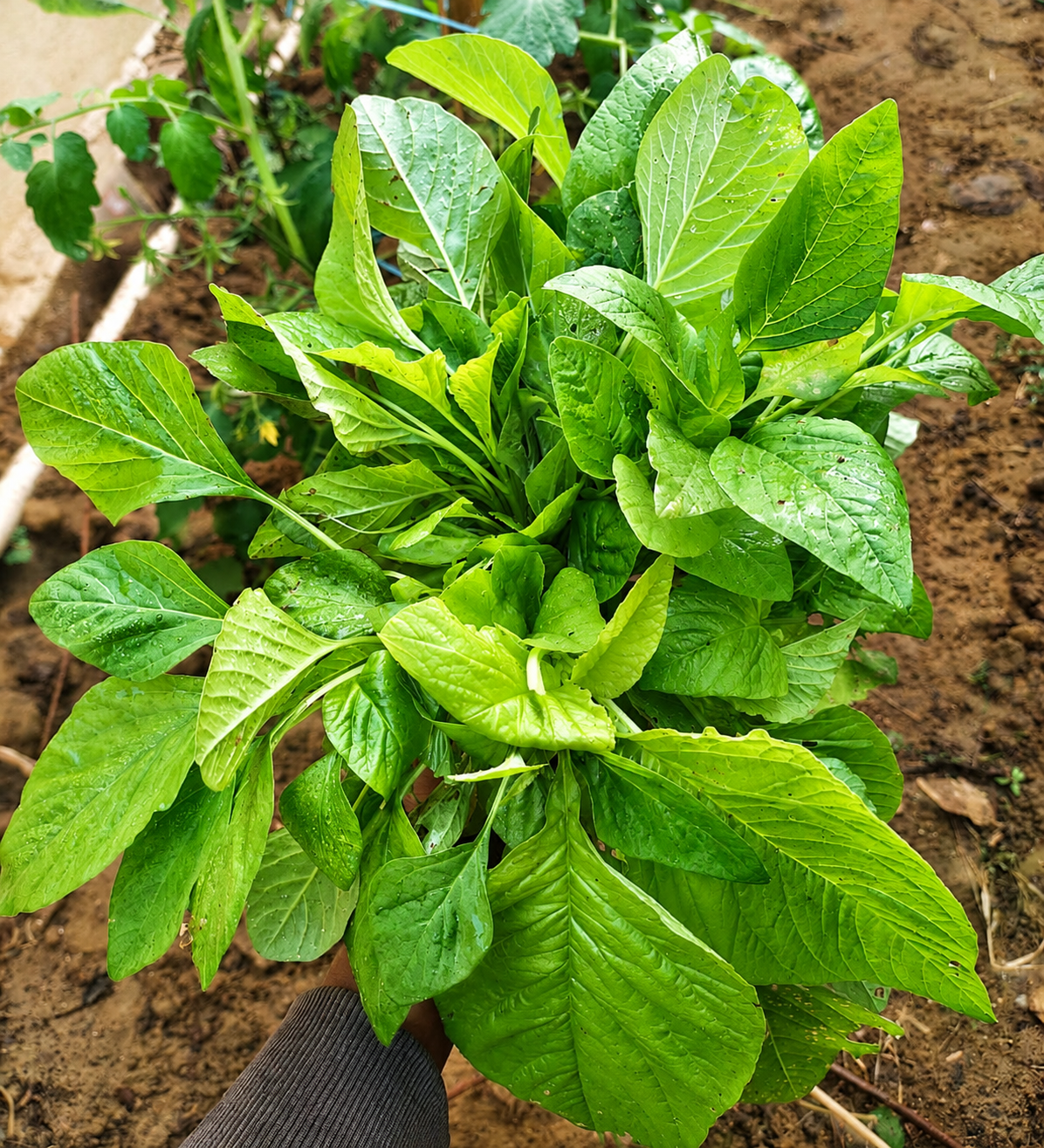 Amaranthus Green (తోటకూర)