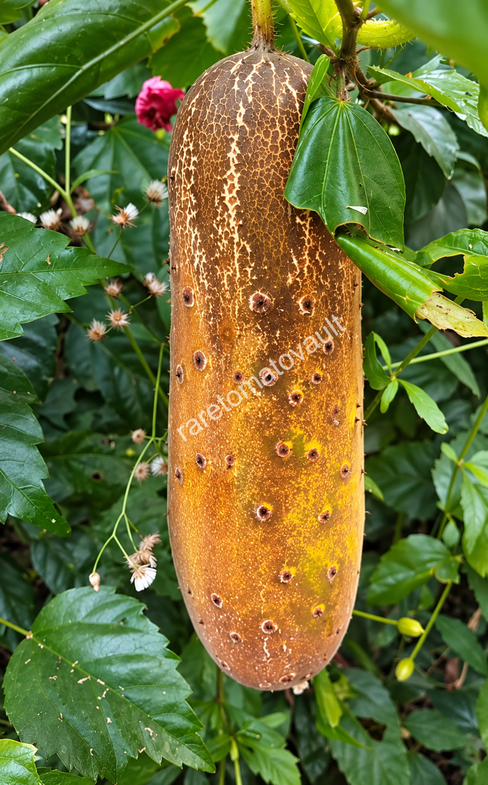 Poona Kheera – Traditional Indian Cucumber (Kakdi)