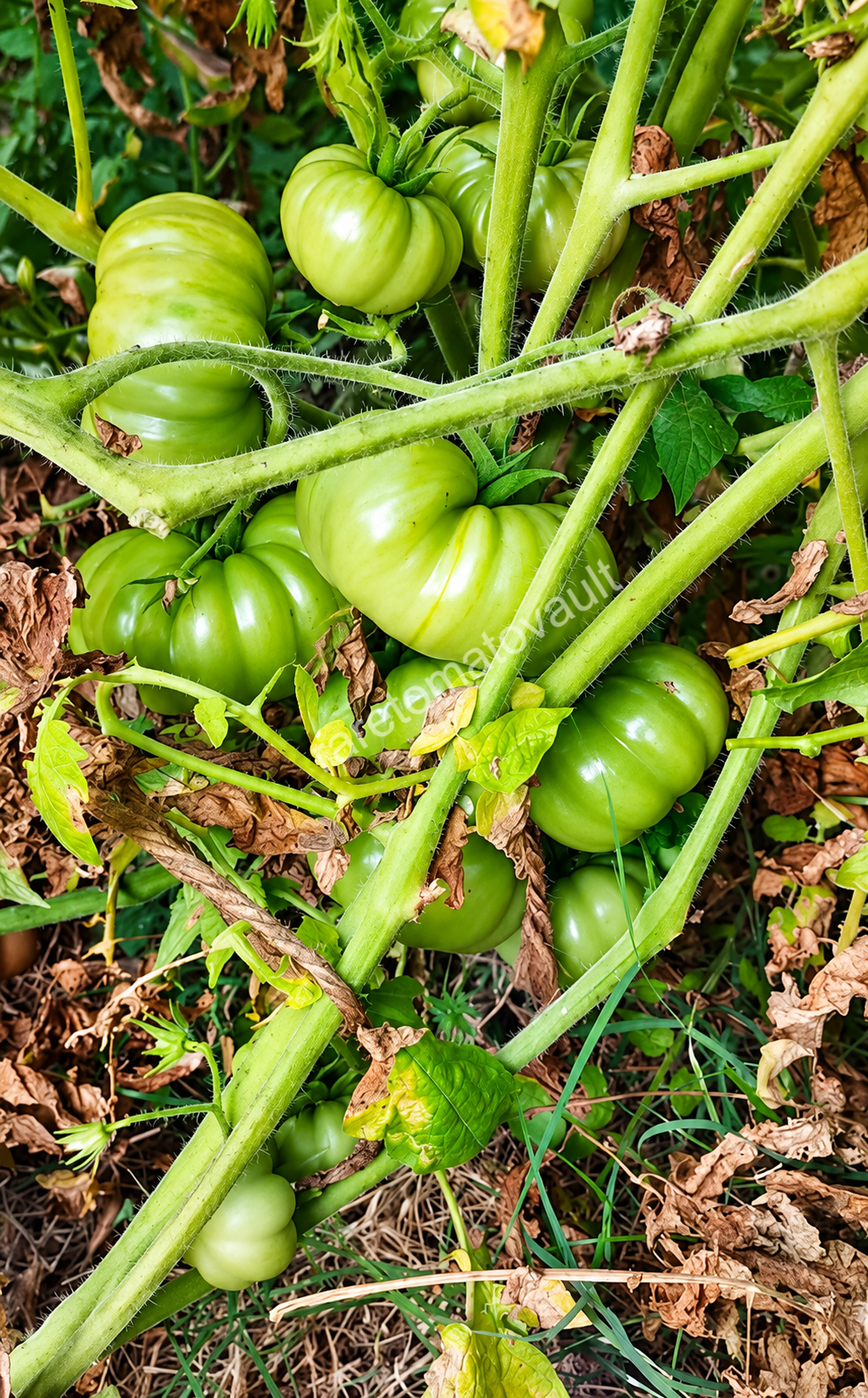 Costoluto Genovese Heirloom Tomato