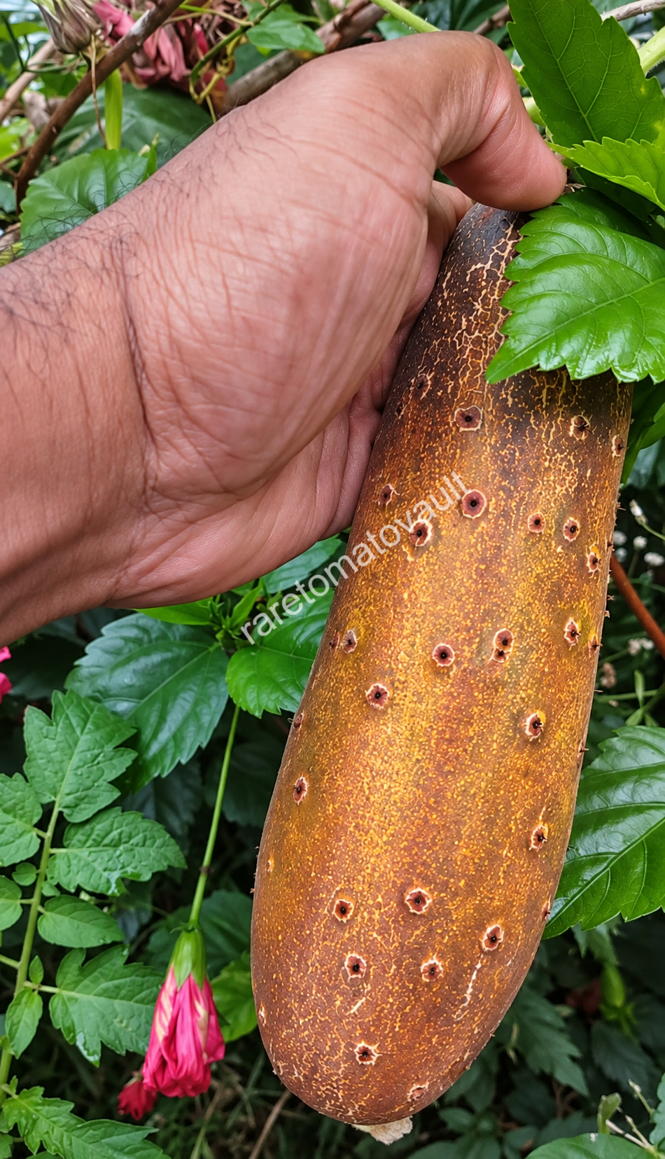Poona Kheera – Traditional Indian Cucumber (Kakdi)