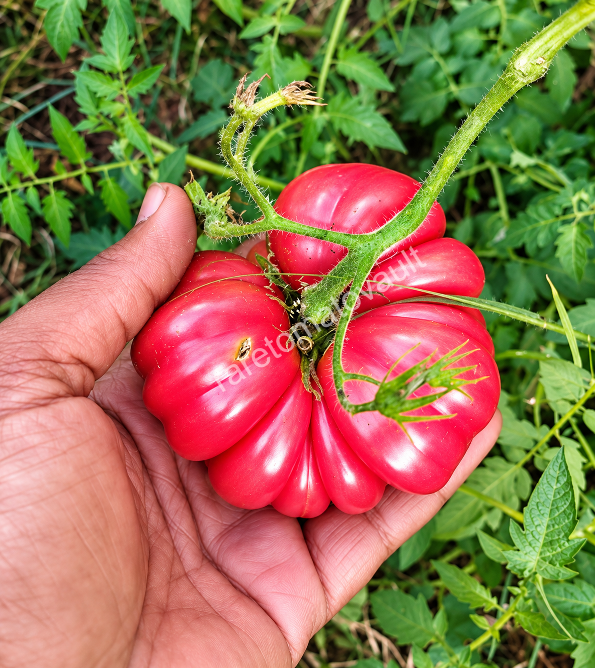 Costoluto Genovese Heirloom Tomato
