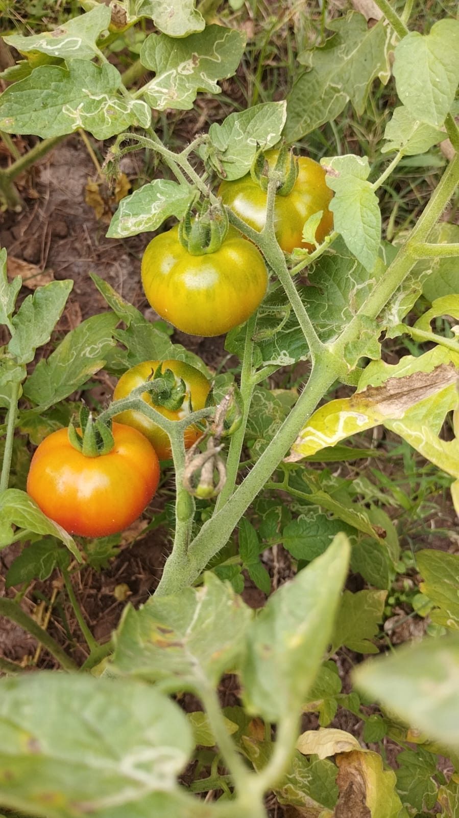Naatu (Desi) Tomato