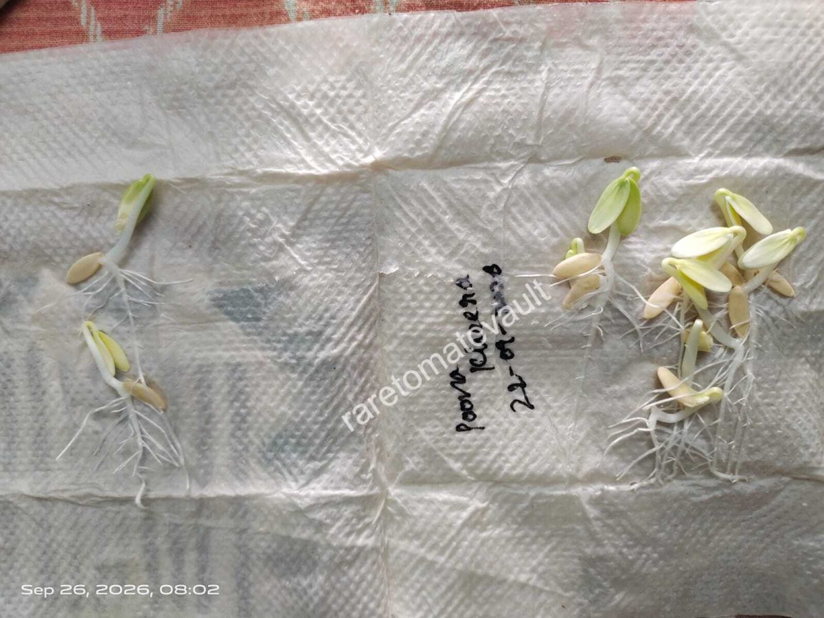 Poona Kheera – Traditional Indian Cucumber (Kakdi)