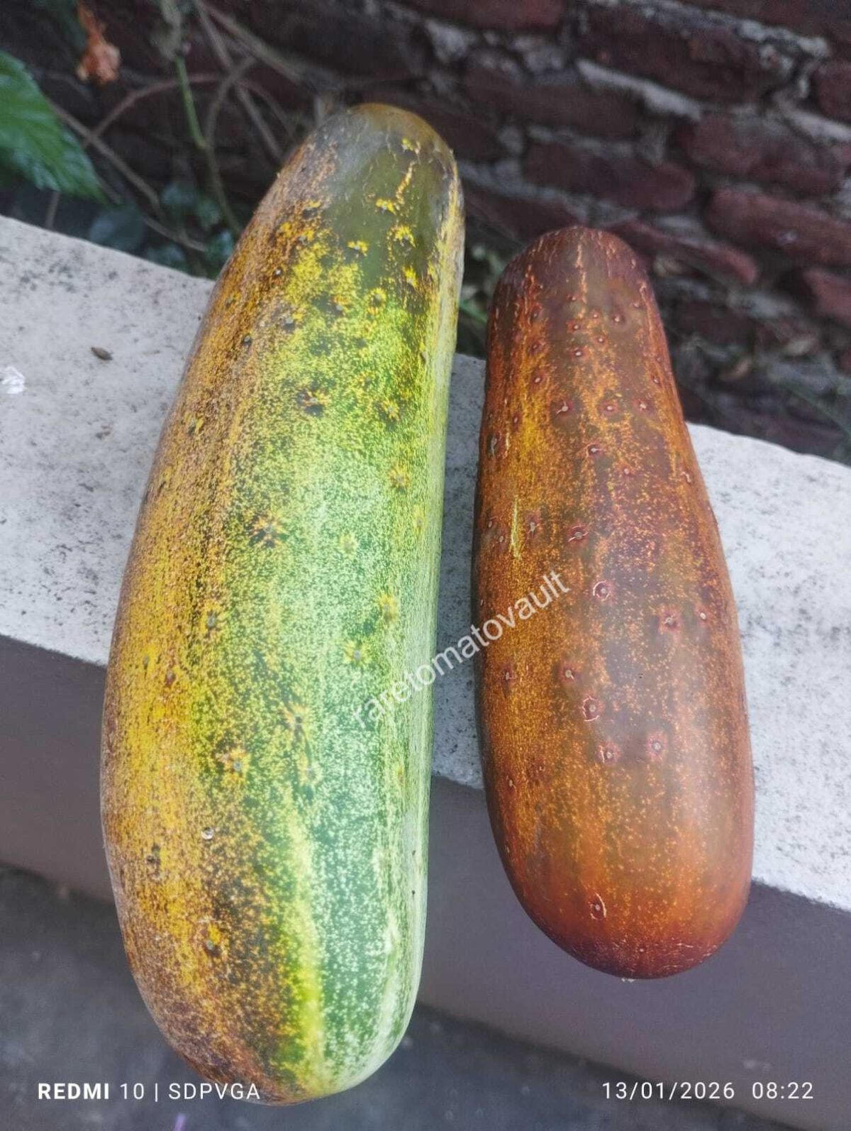 Poona Kheera – Traditional Indian Cucumber (Kakdi)