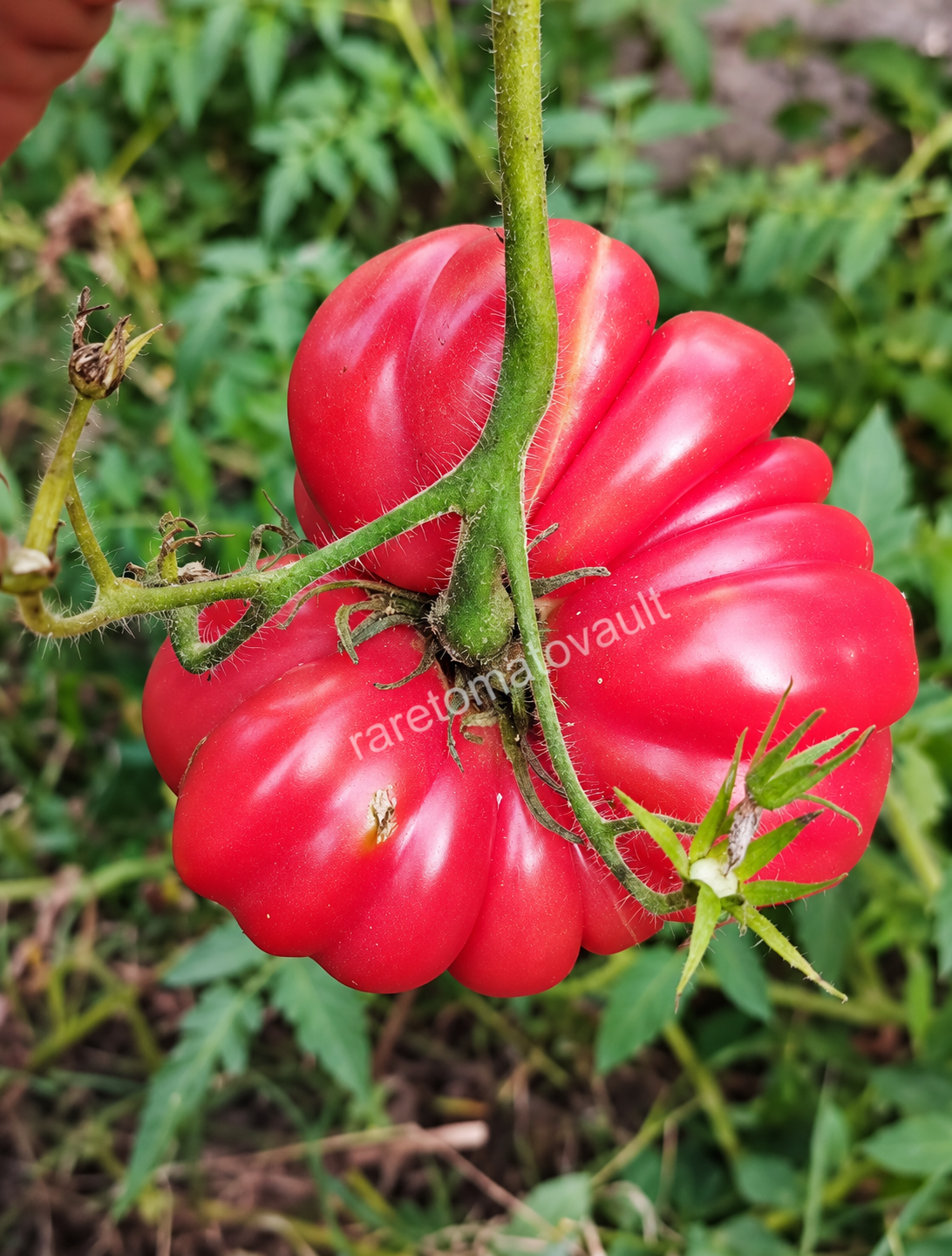 Costoluto Genovese Heirloom Tomato