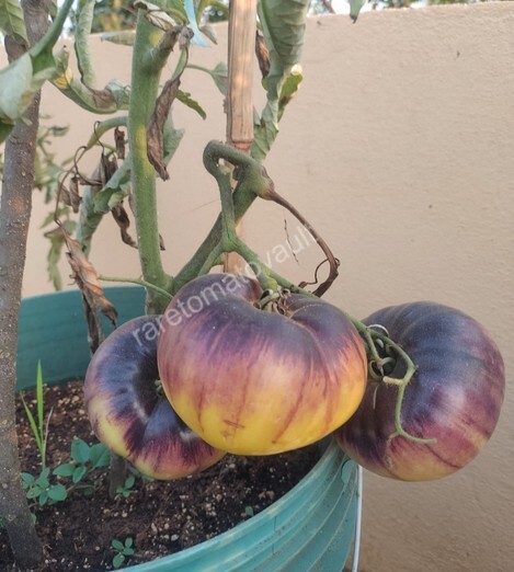 Sart Roloise Tomato (Belgium)