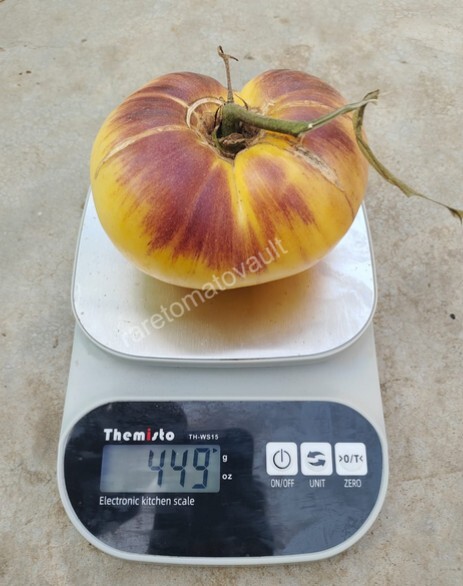 Sart Roloise Tomato (Belgium)