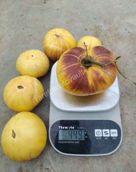 Sart Roloise Tomato (Belgium)