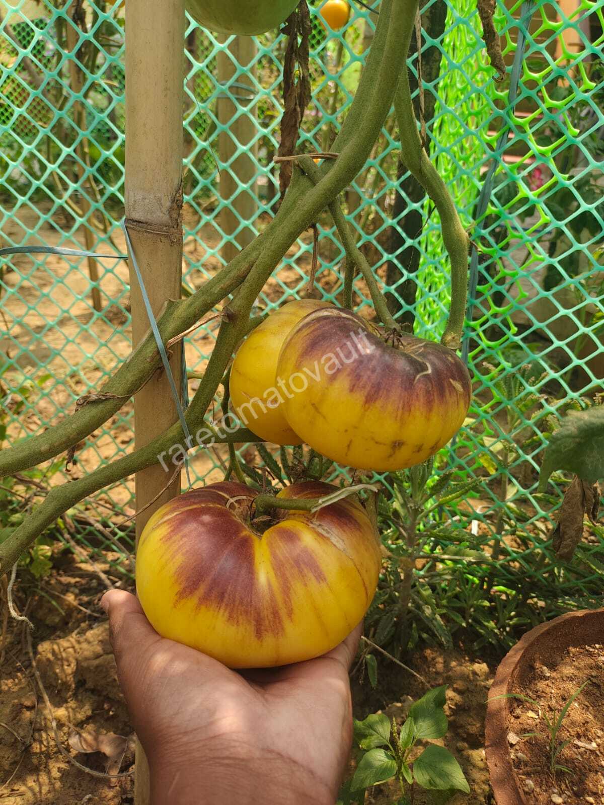 Sart Roloise Tomato (Belgium)