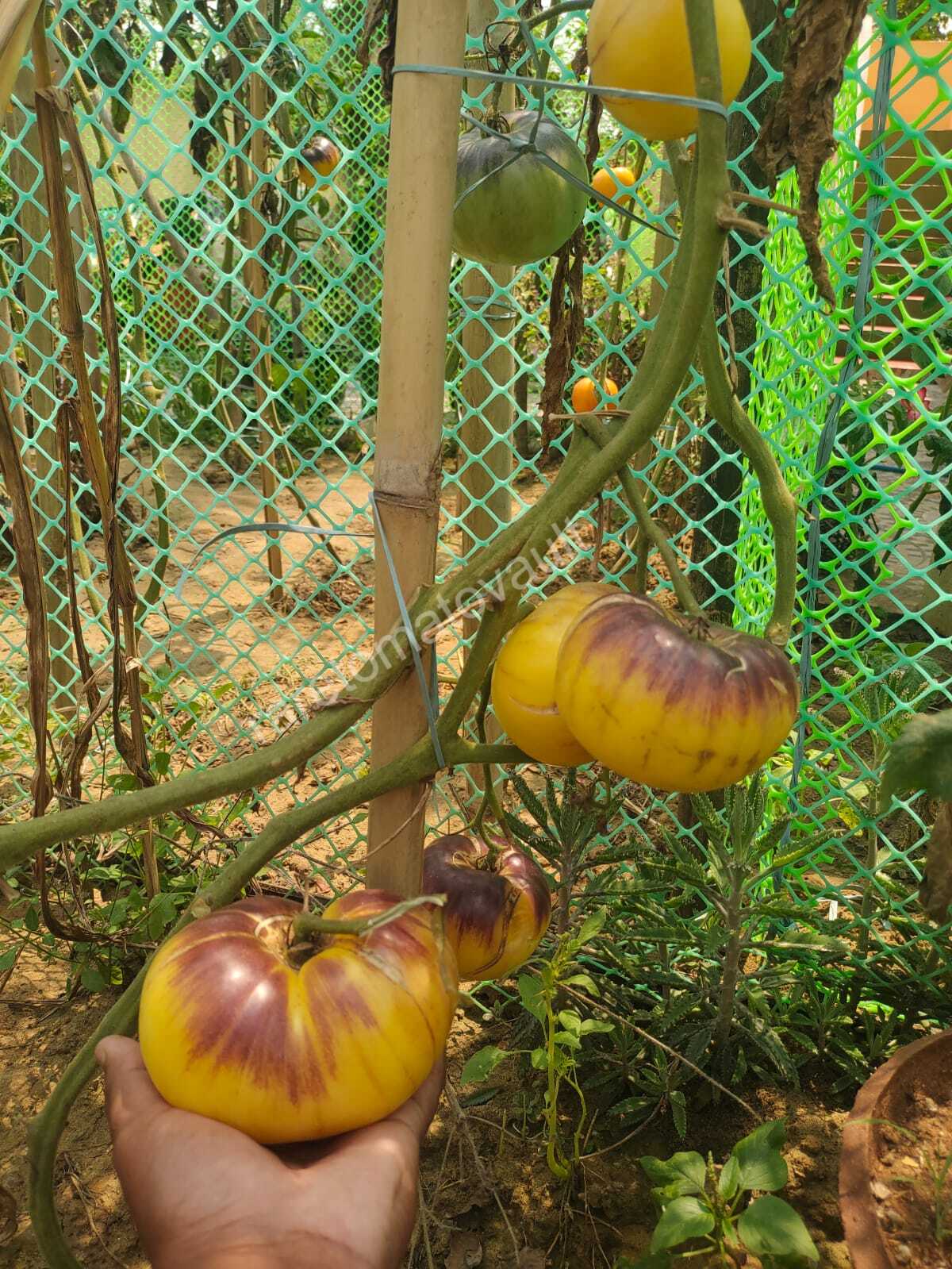 Sart Roloise Tomato (Belgium)