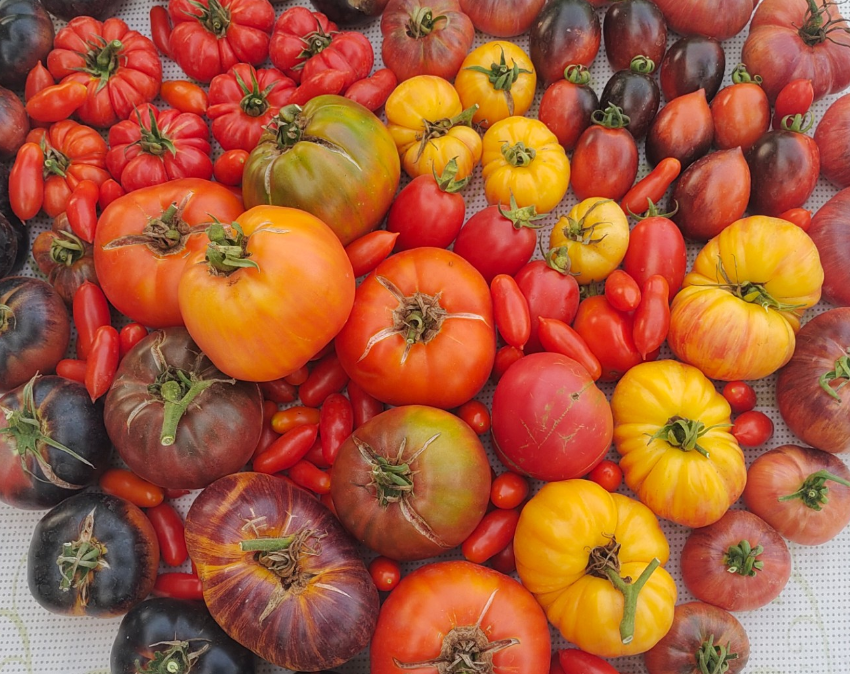 Open-Pollinated vs Heirloom Tomatoes: Are They the Same?