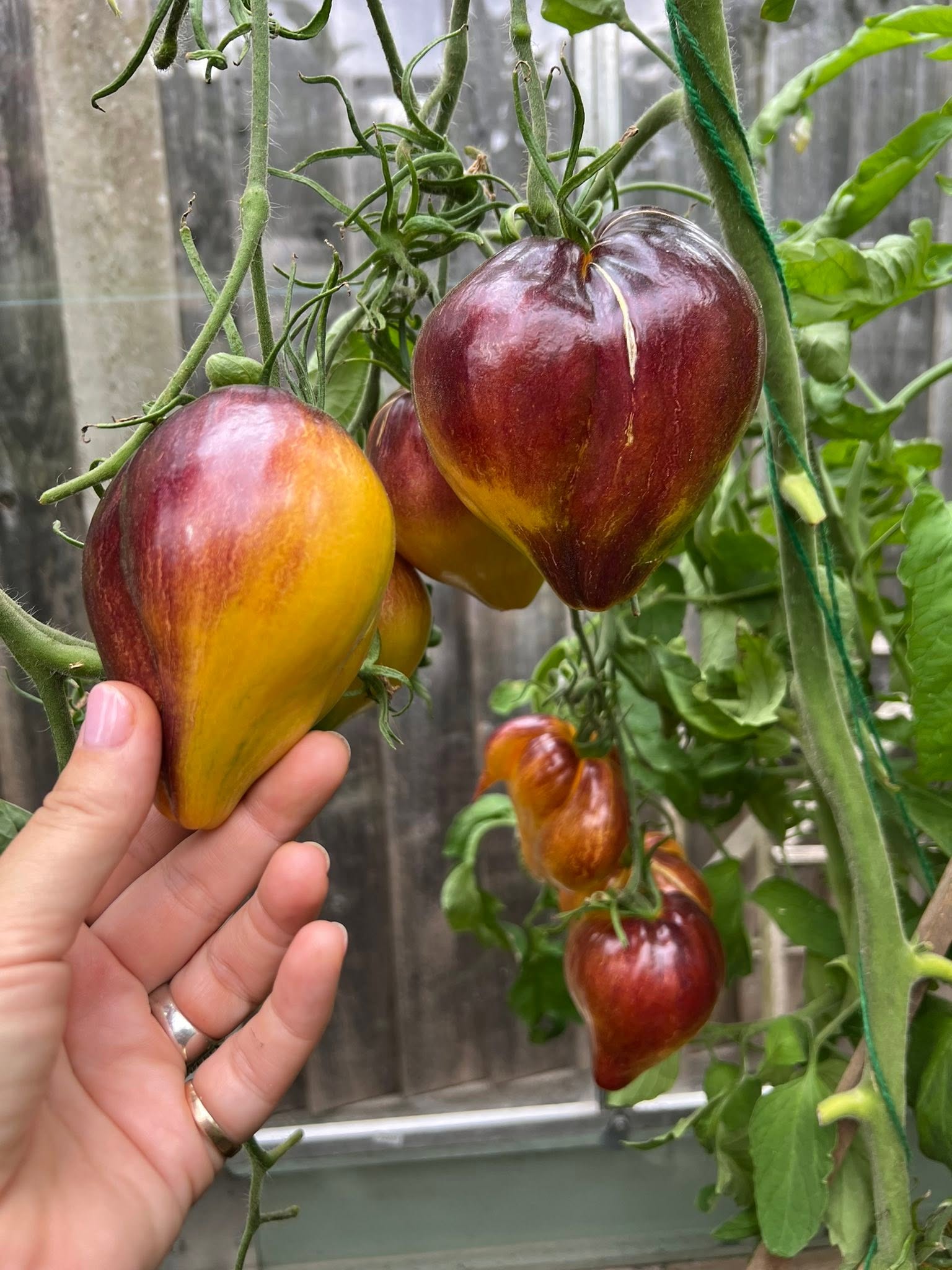 Sweet Caramel Tomato (Sofia Saakova): A Collector's Dream with Stunning Colors and Incredible Flavor