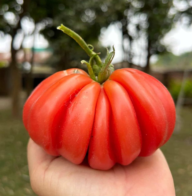 Zapotec (Mexican Heirloom)